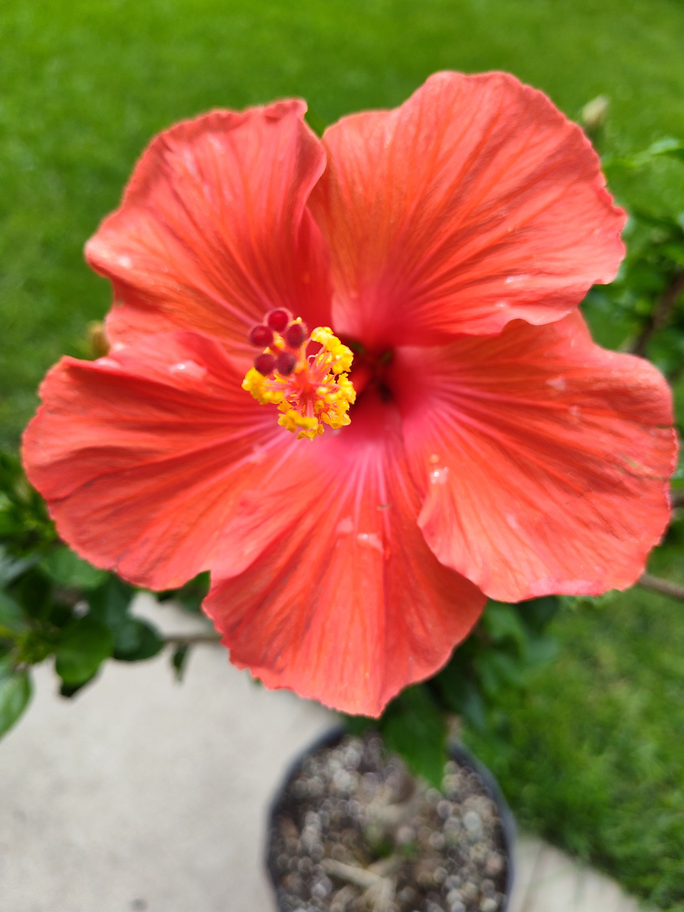 Southern Minnesota Horticultural Services LLC's image