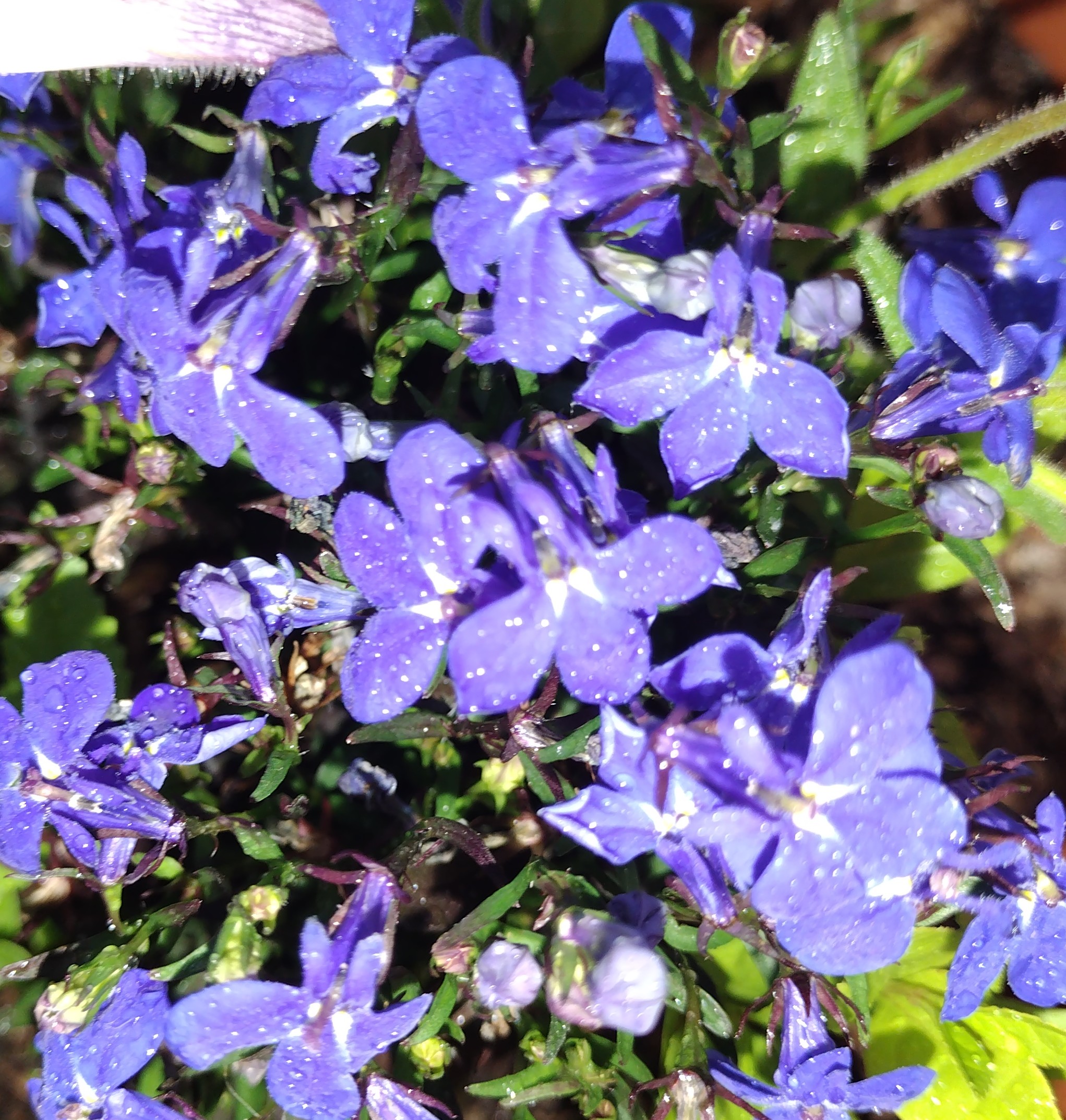 Southern Minnesota Horticultural Services LLC's image