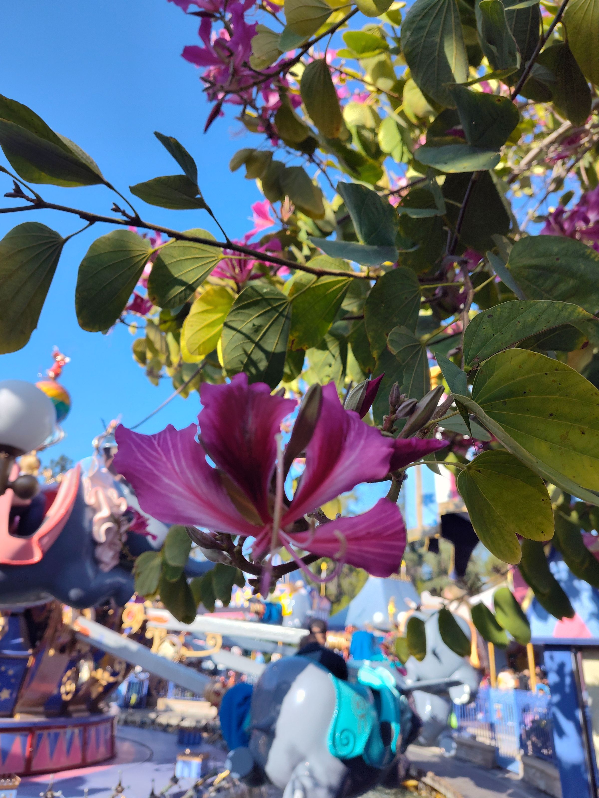 Southern Minnesota Horticultural Services LLC's image