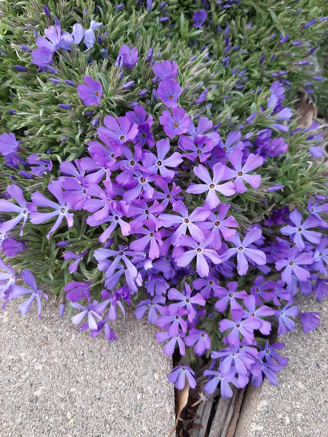 Southern Minnesota Horticultural Services LLC's image