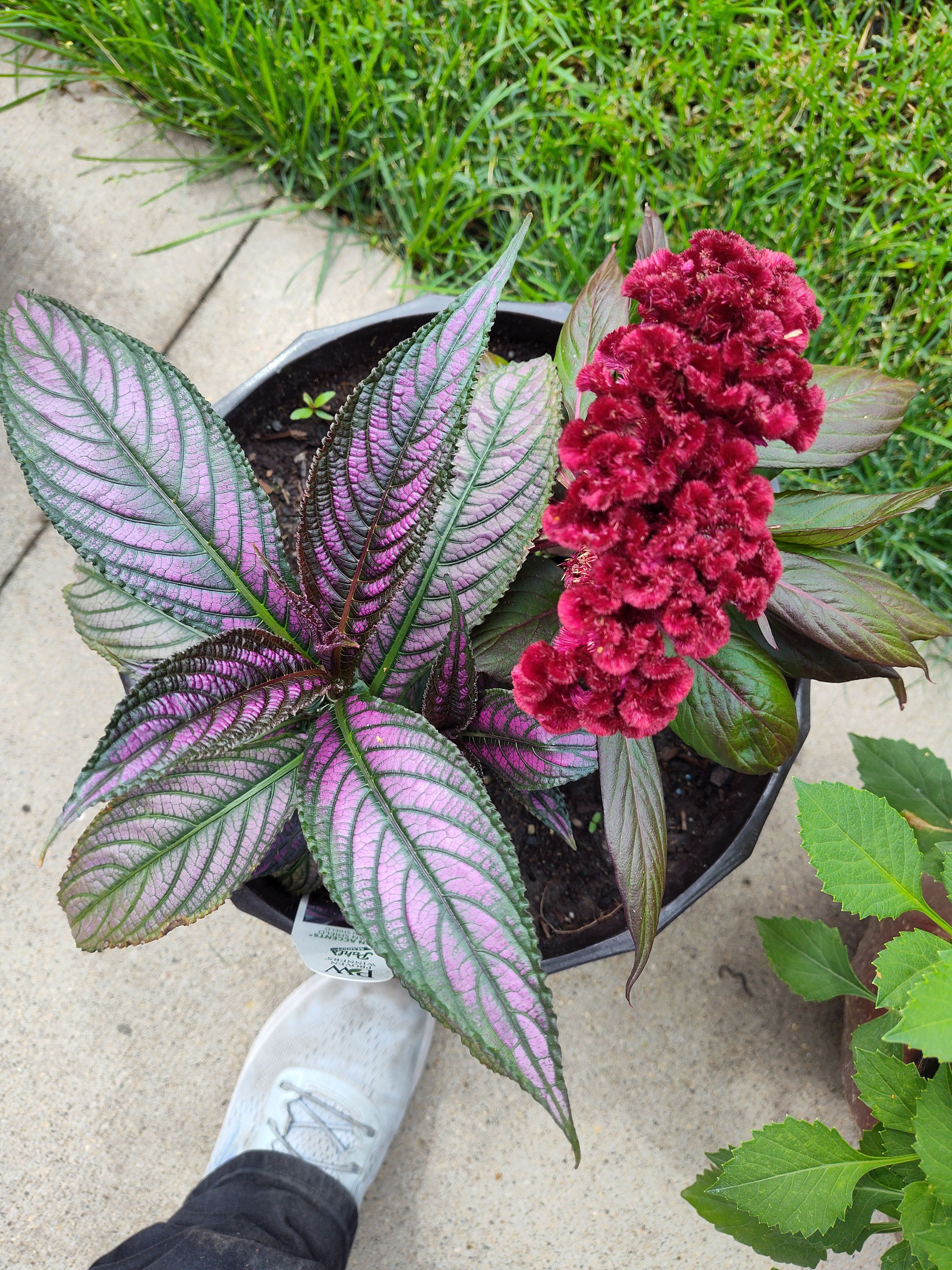 Southern Minnesota Horticultural Services LLC's image