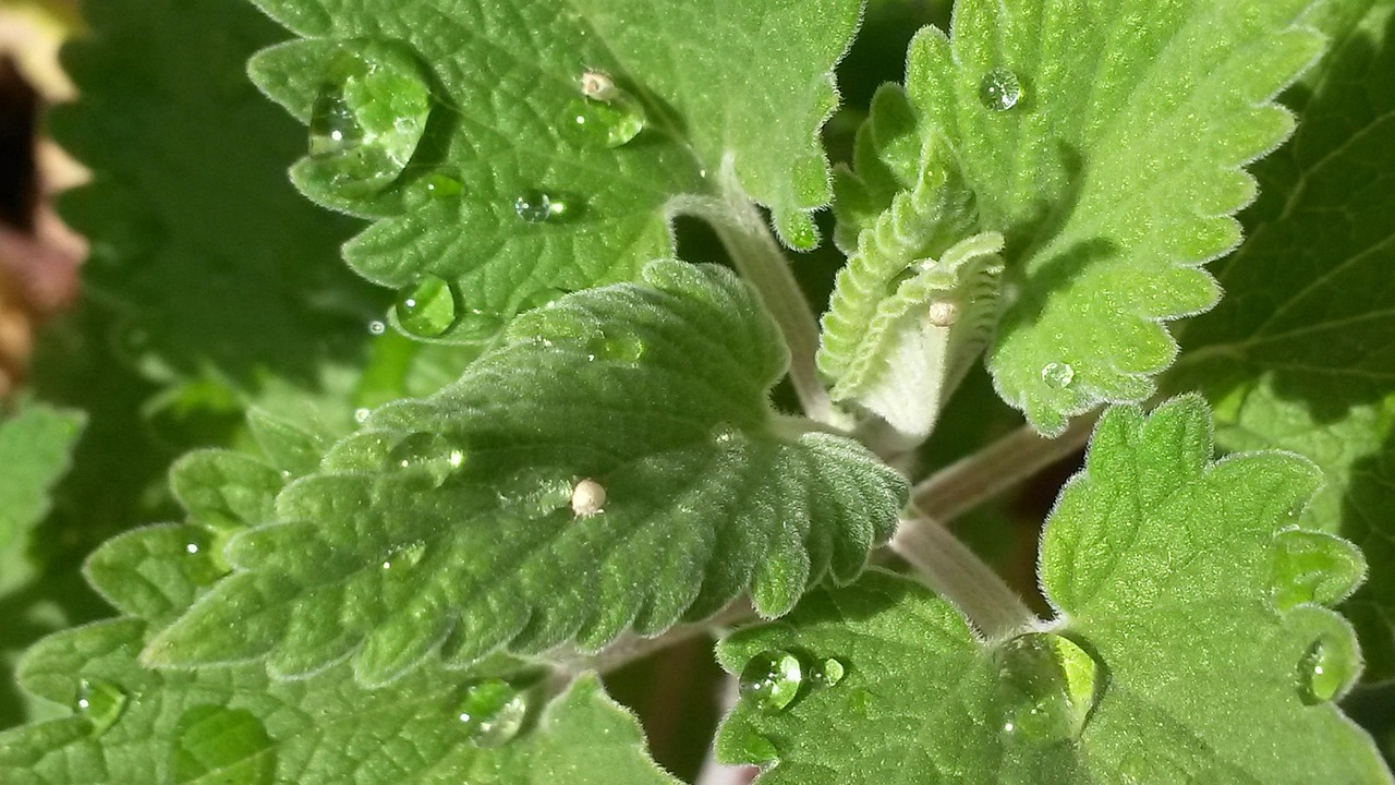 VEGAN&HERBAL/PRODUCTS/247 LTD's image
