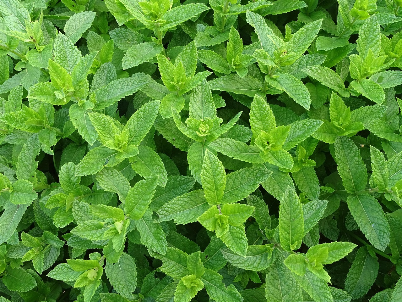 VEGAN&HERBAL/PRODUCTS/247 LTD's image