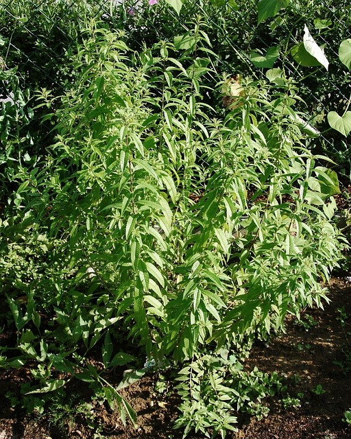 VEGAN&HERBAL/PRODUCTS/247 LTD's image