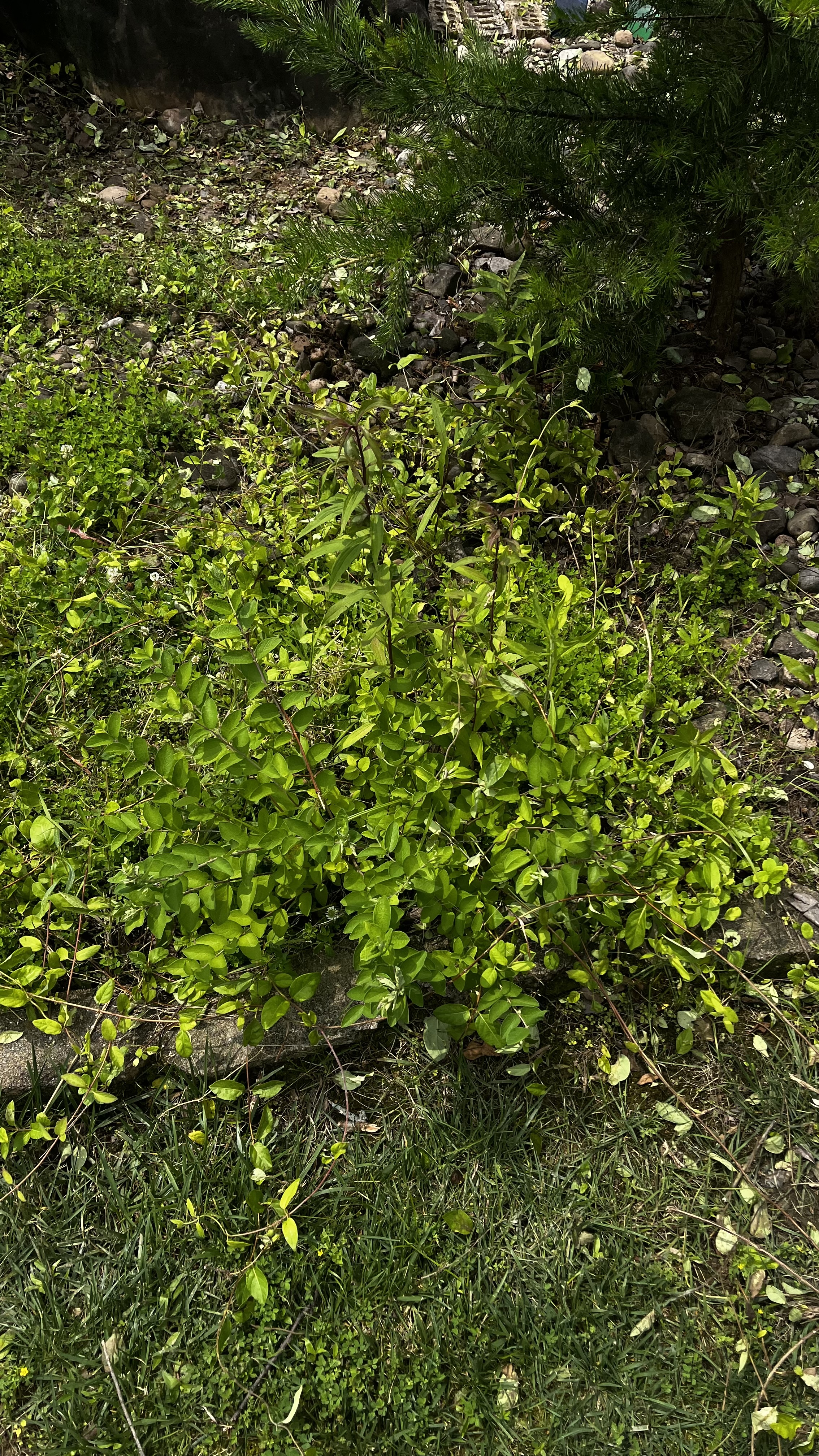 304 landscaping 's image