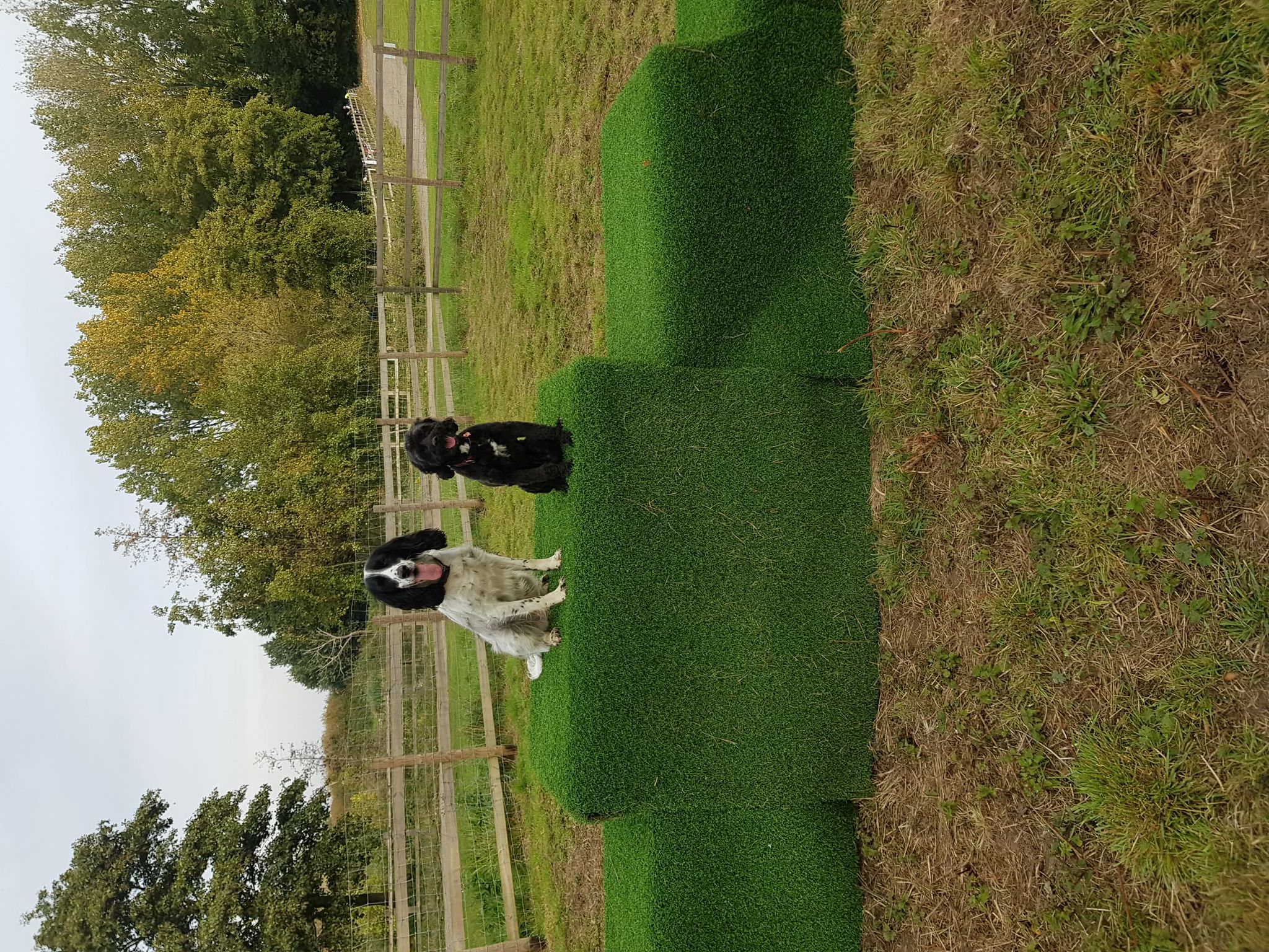 Horsham Lake's image