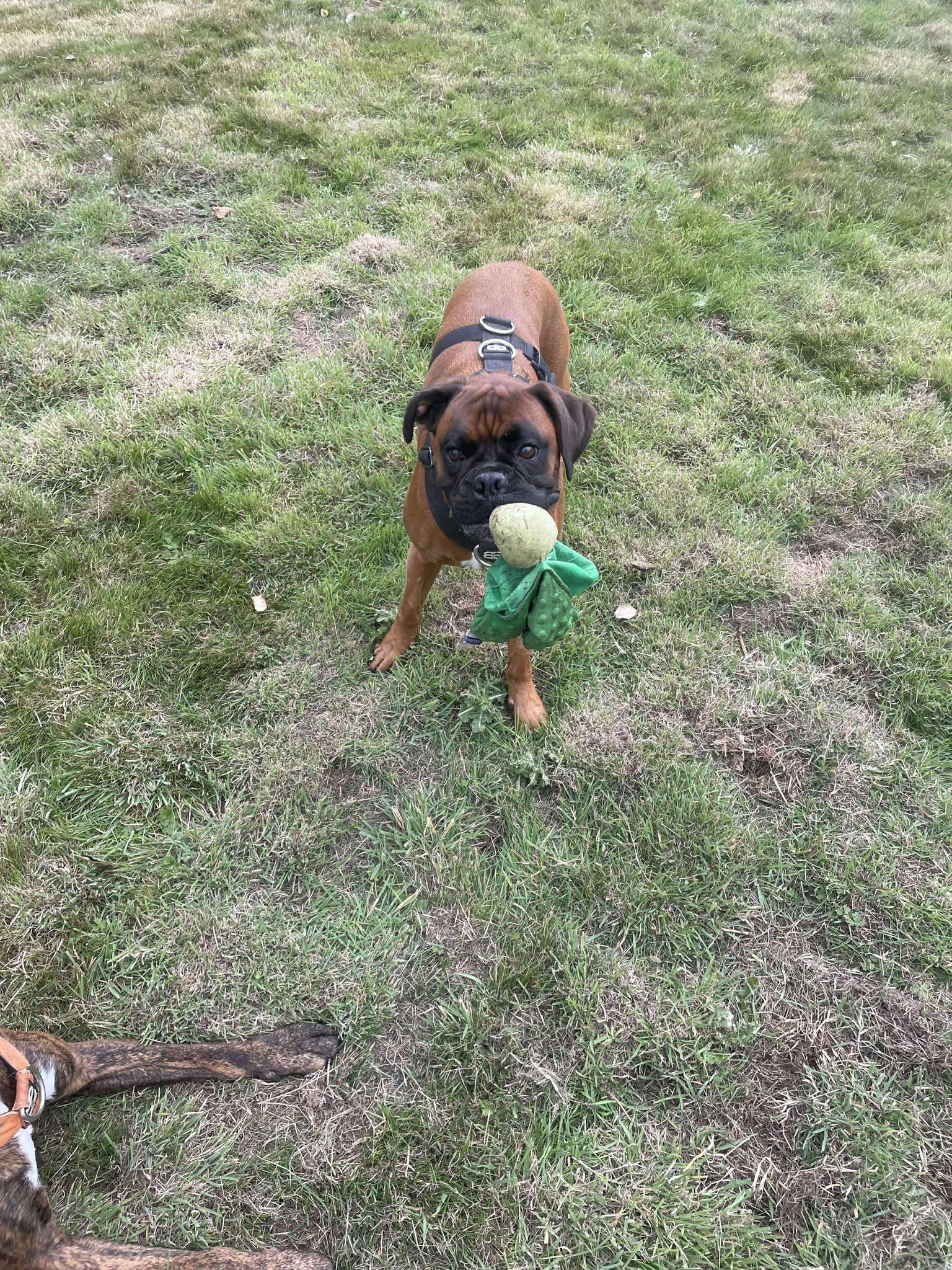 Horsham Lake's image