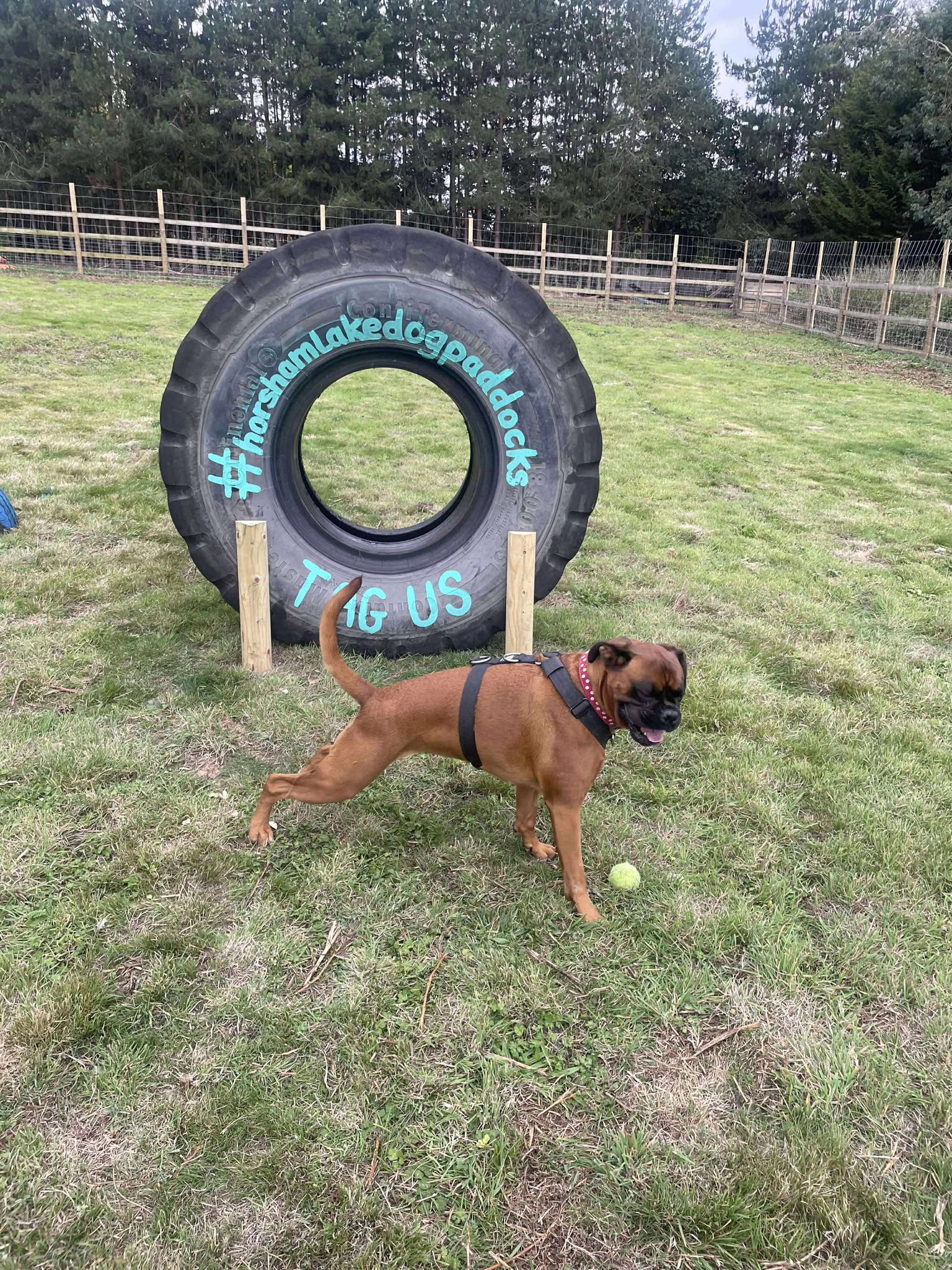 Horsham Lake's image