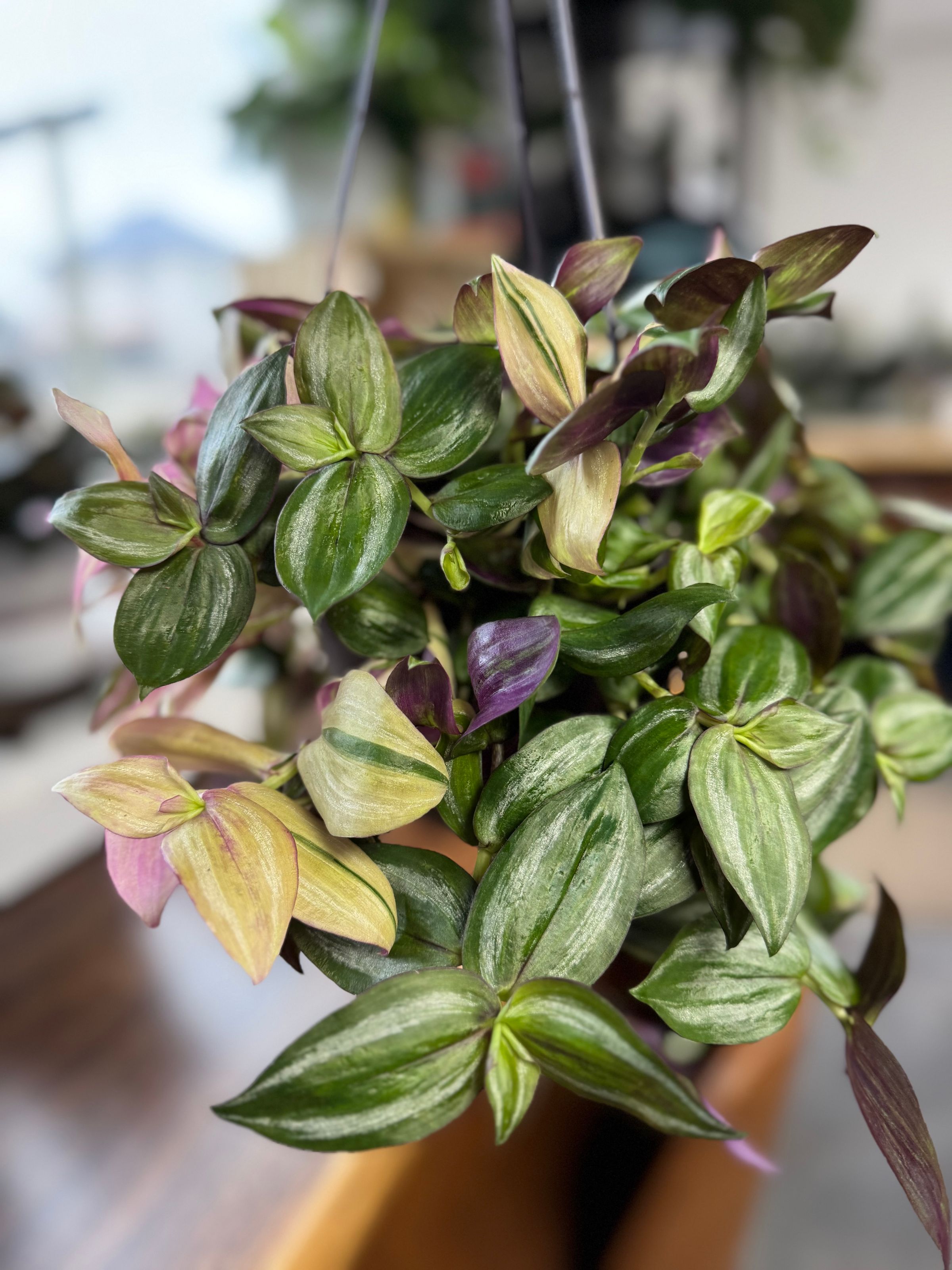 Tradescantia Tri-color
