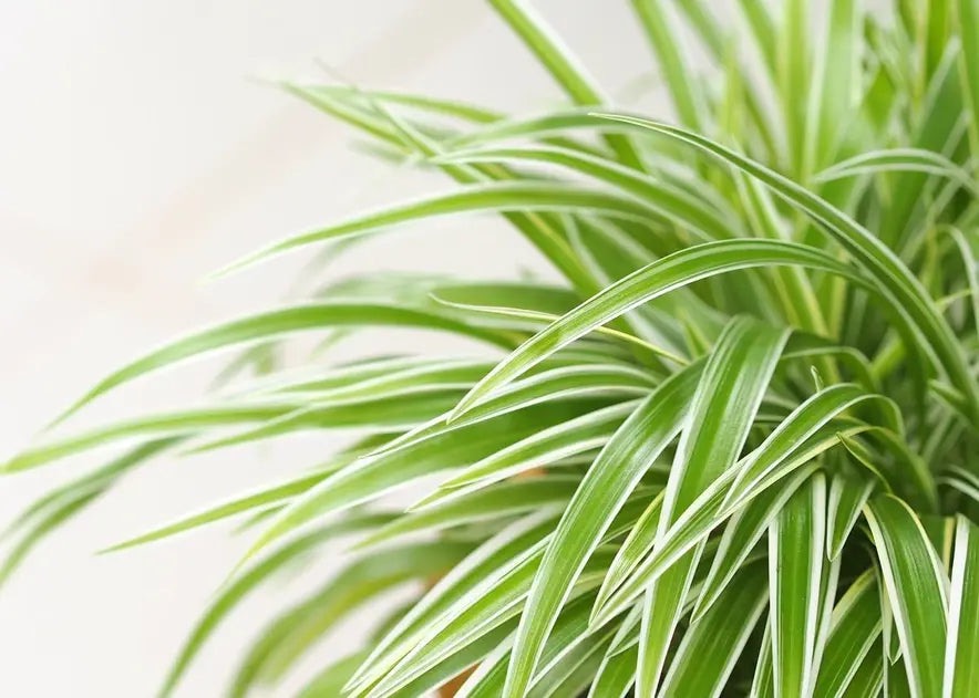 Spider Plant