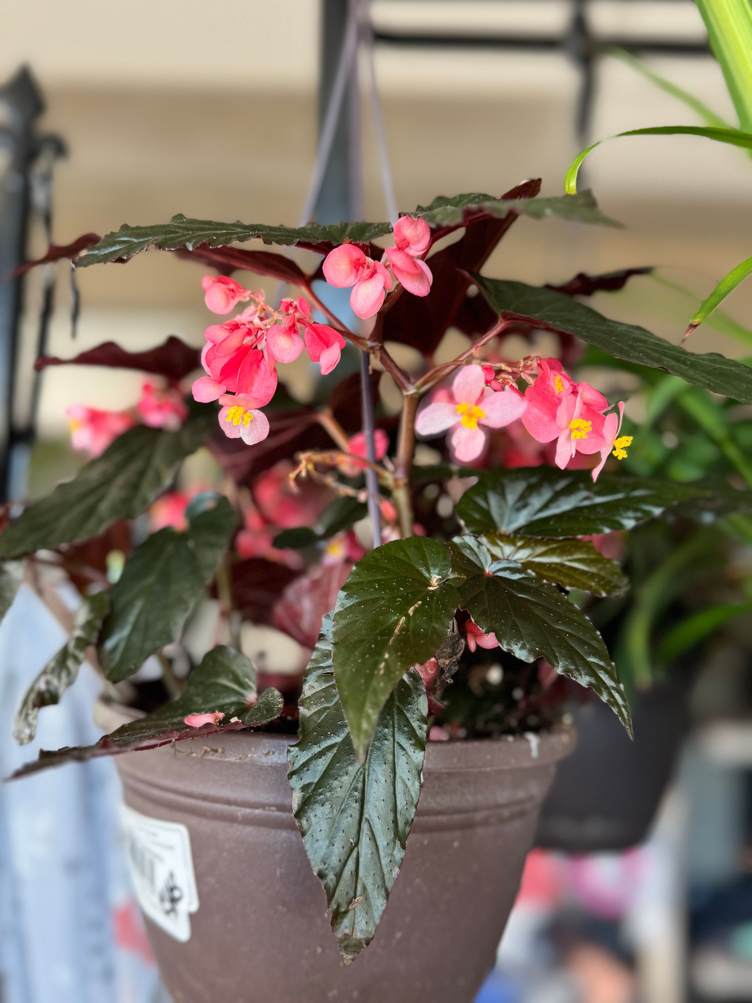 Begonia