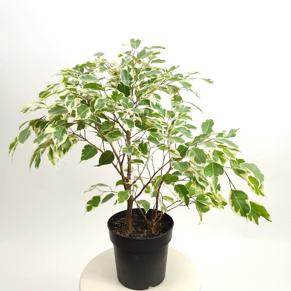 Weeping Fig
