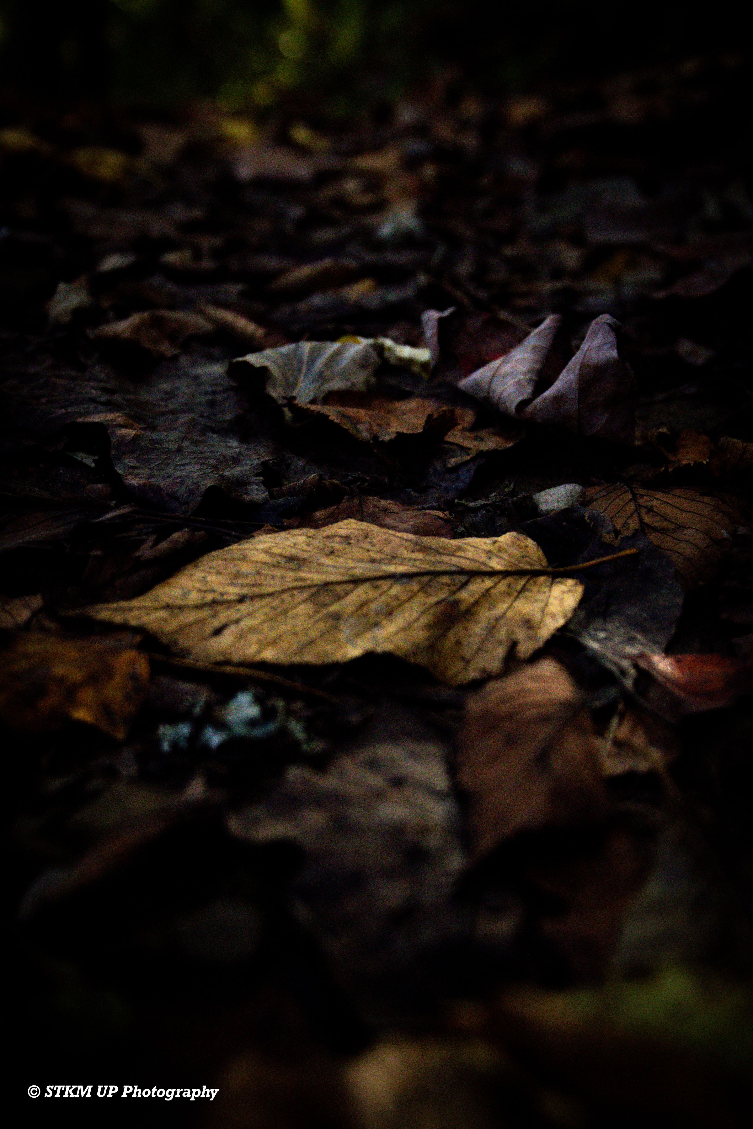 STKM UP Photography 's image