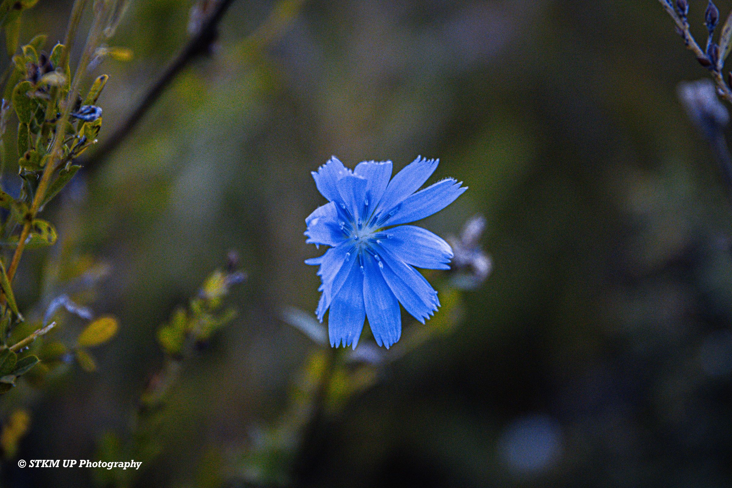 STKM UP Photography 's image