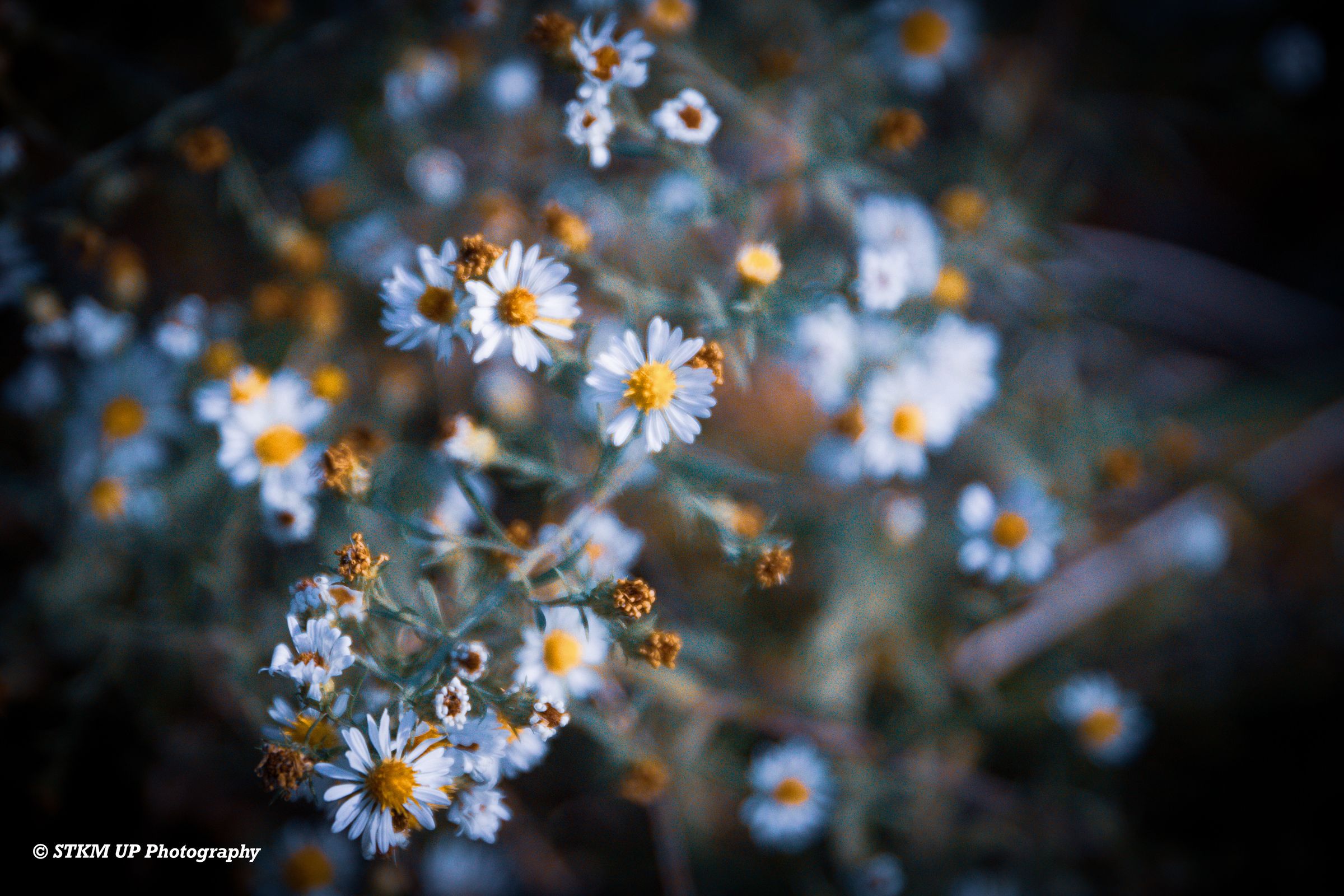 STKM UP Photography 's image