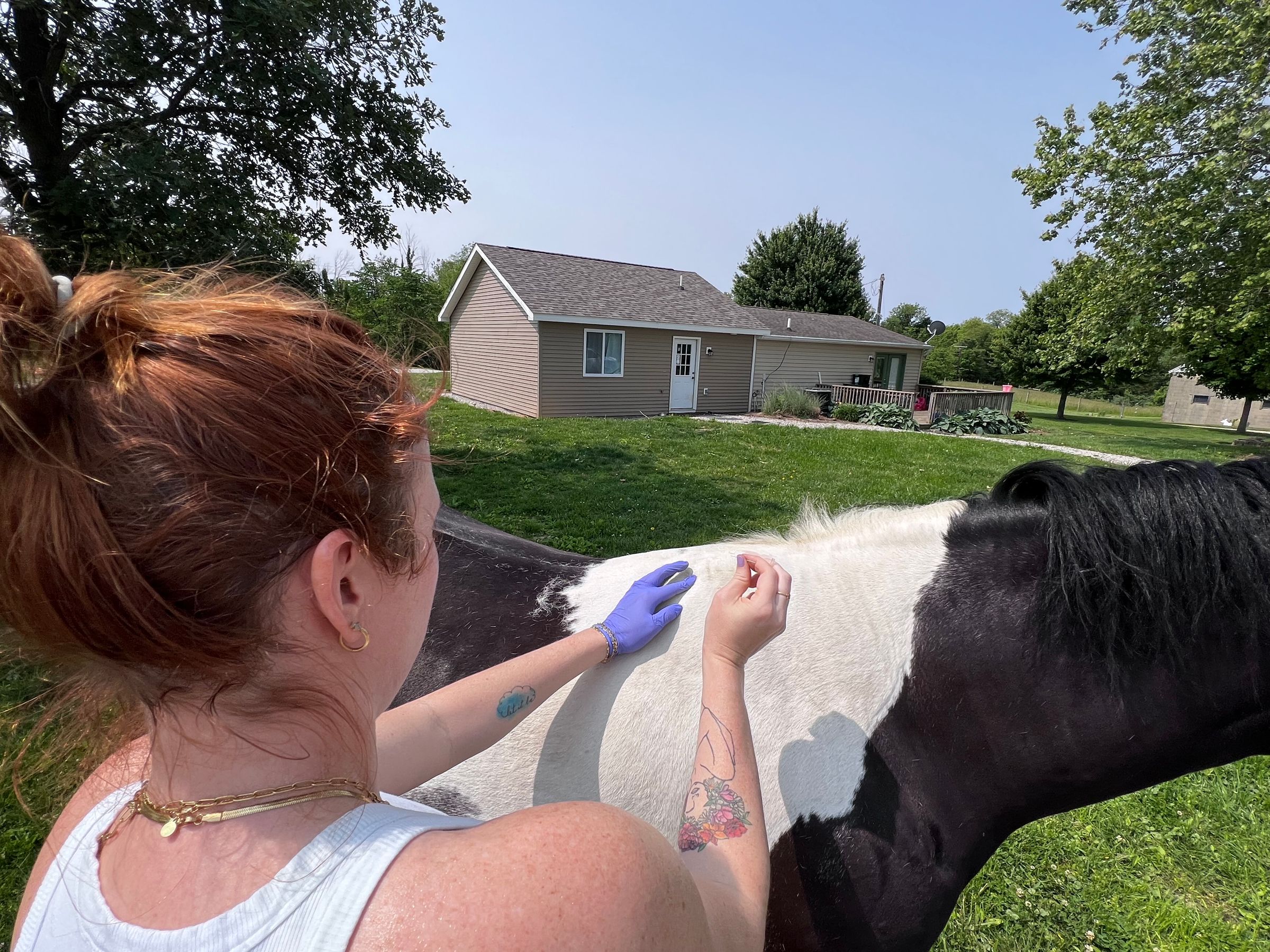 SV Equine  Motion Therapies's image