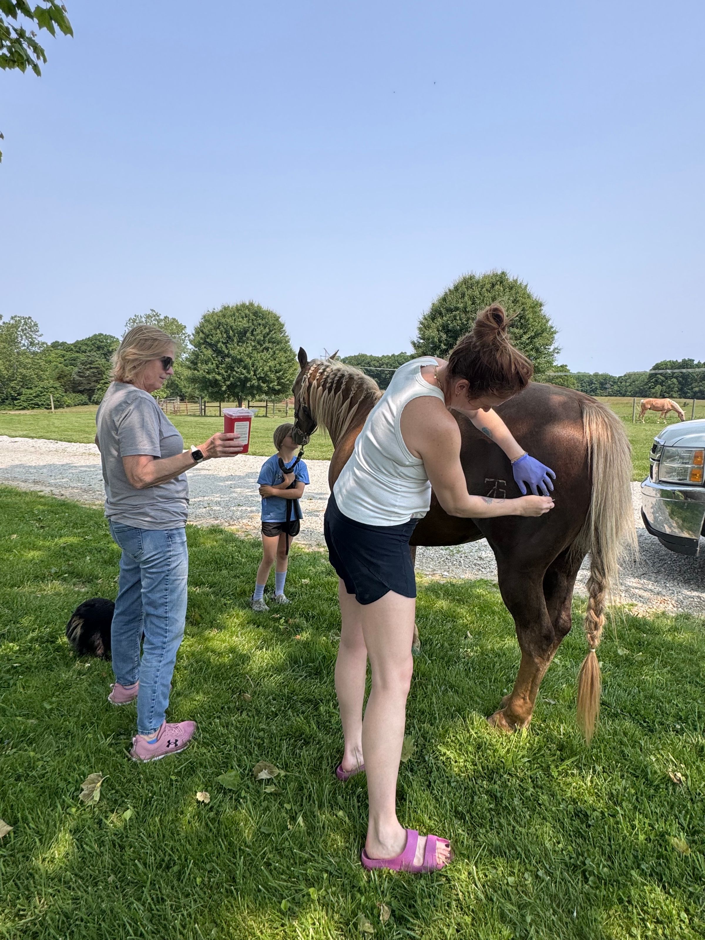 SV Equine  Motion Therapies's image
