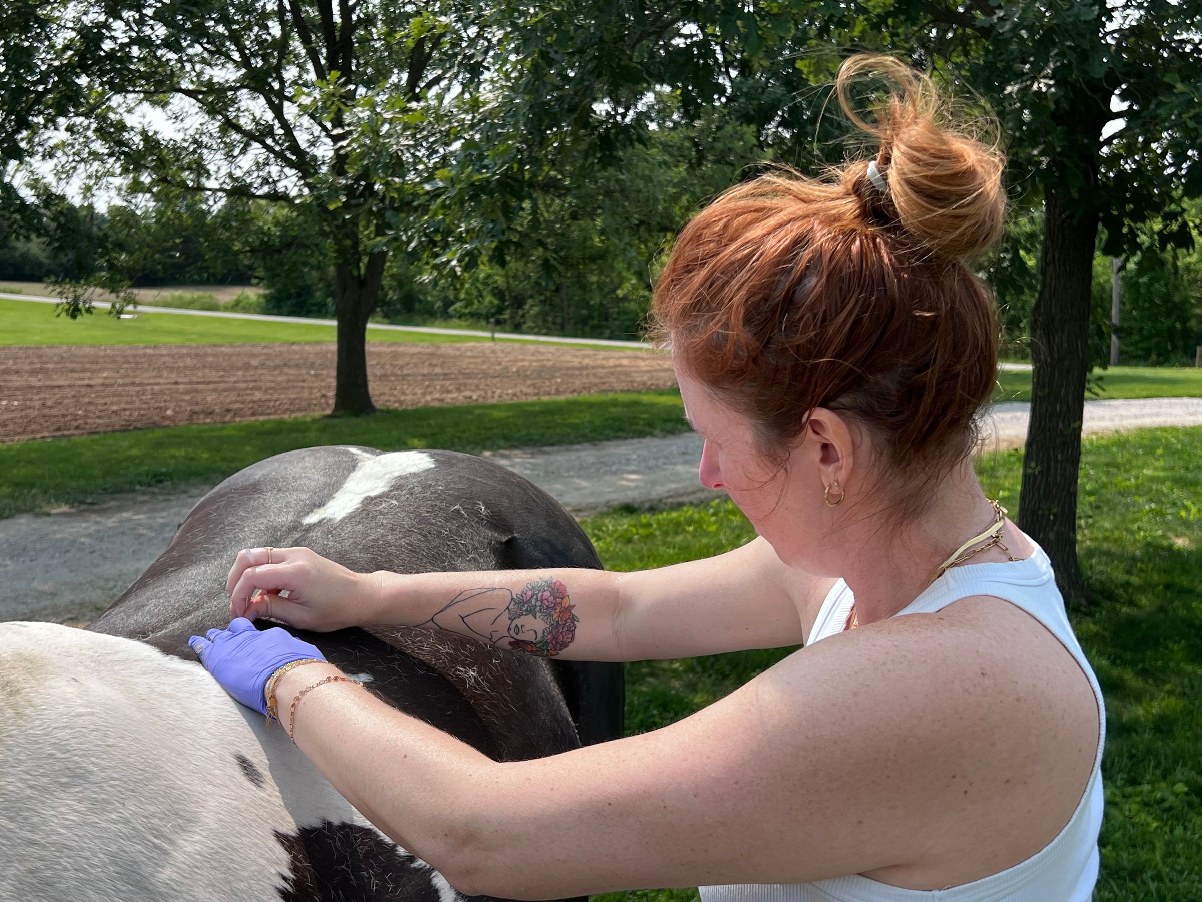 SV Equine  Motion Therapies's image