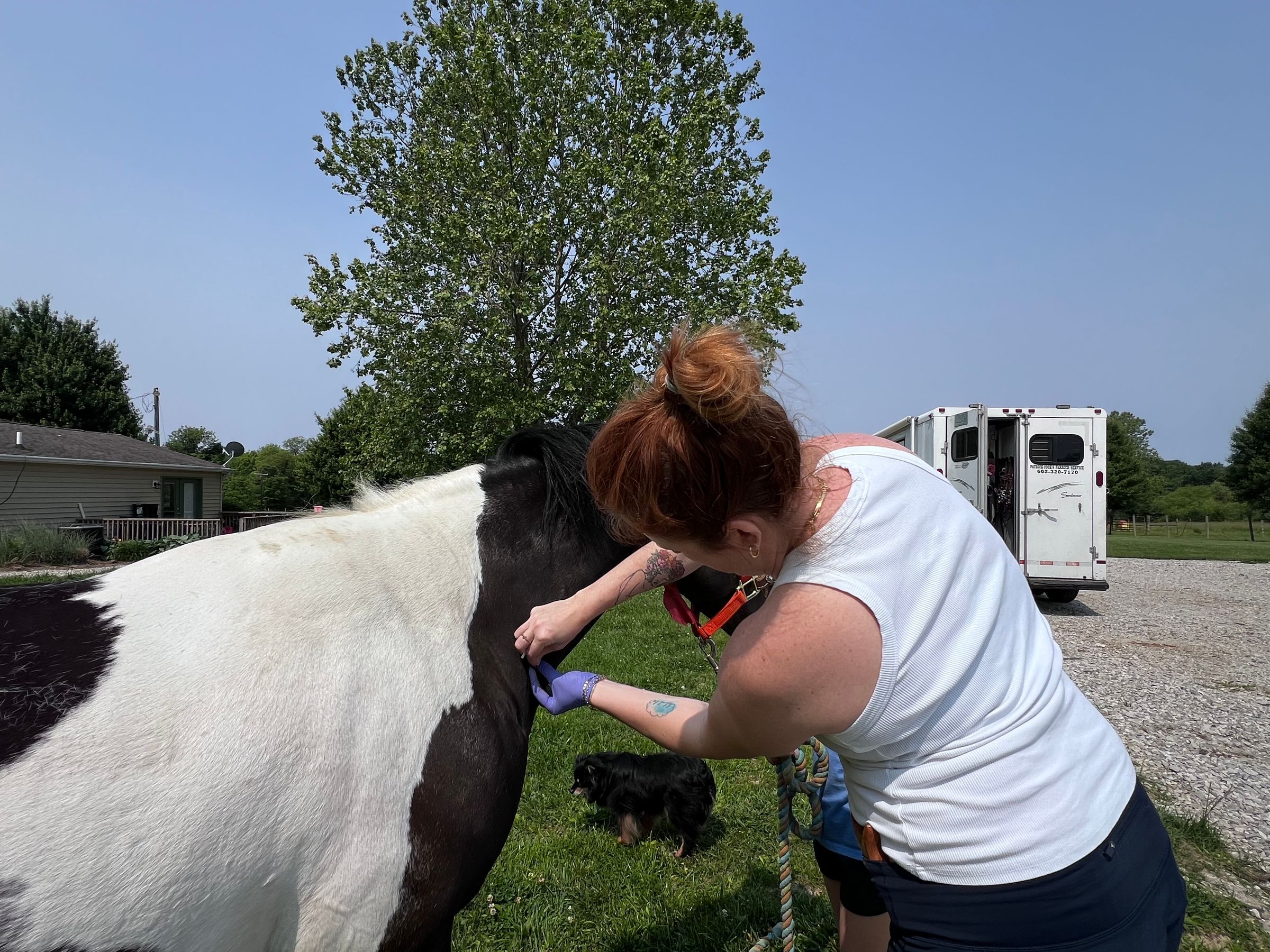 SV Equine  Motion Therapies's image