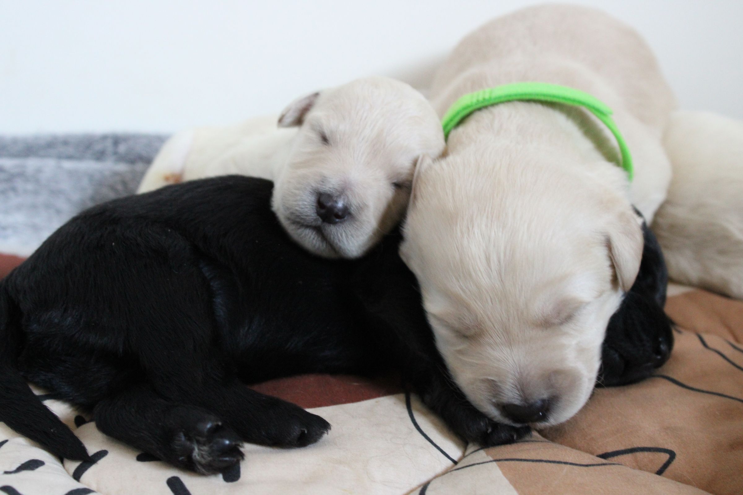 11 Days old 
