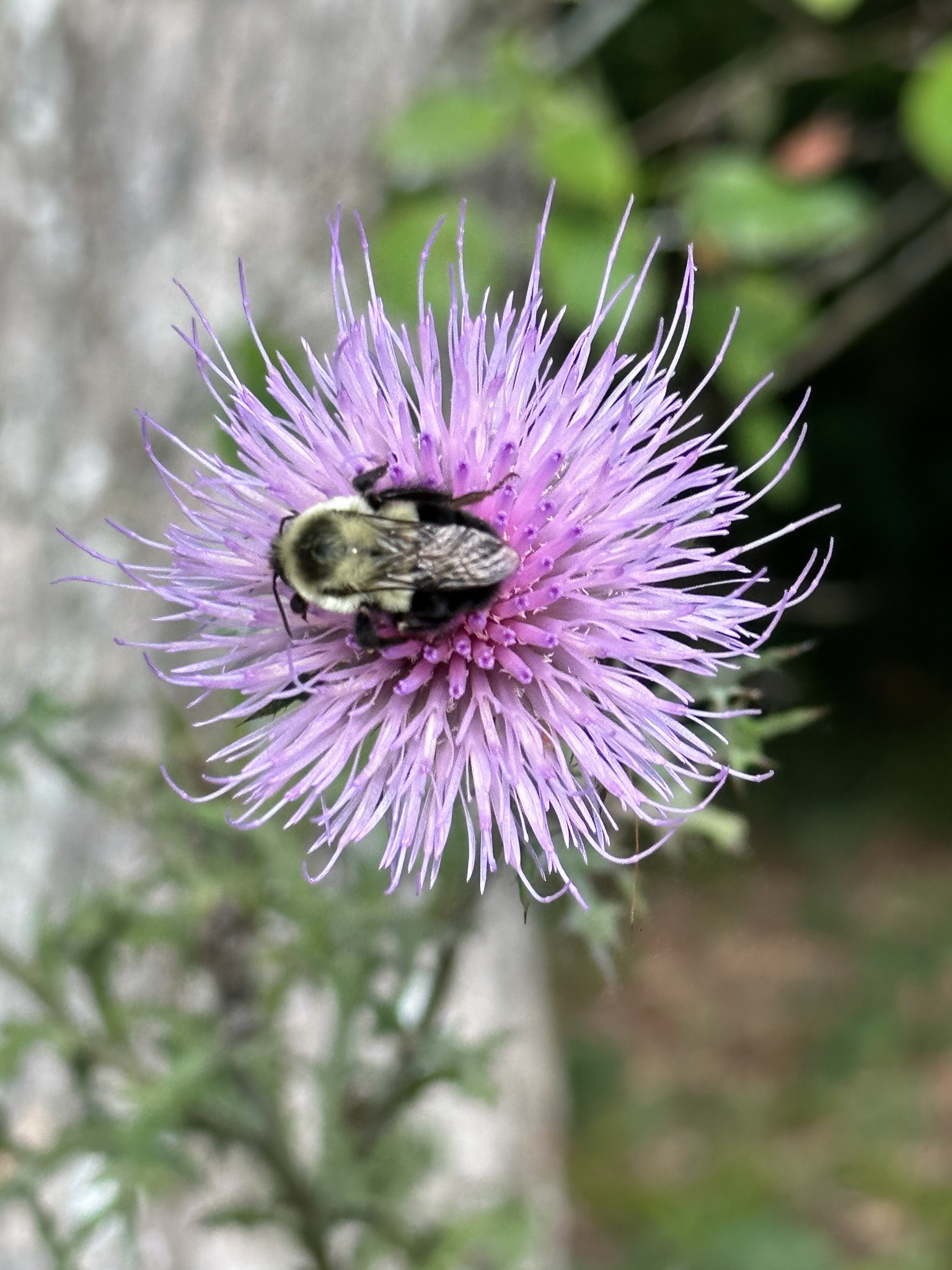 Scent Garden Bakery's image