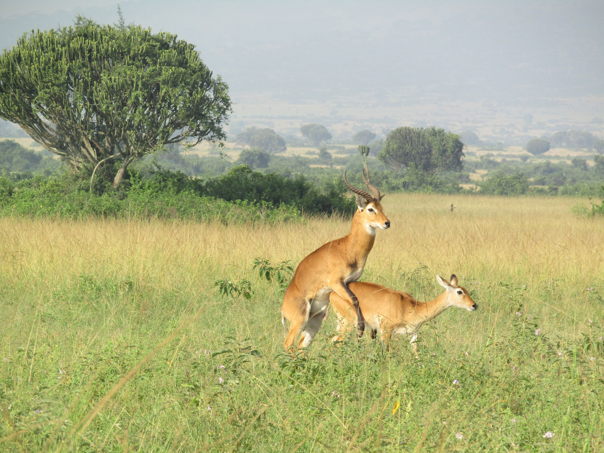 Uganda’s Wild, Done Right's image