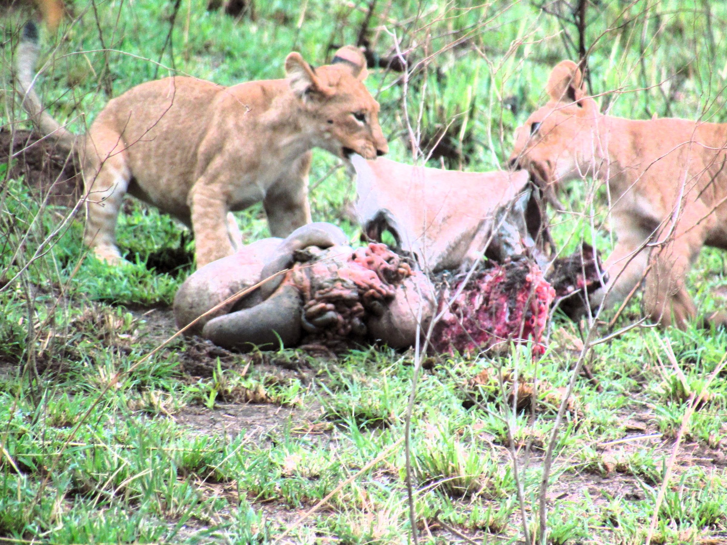 Next Trip Safari 's image