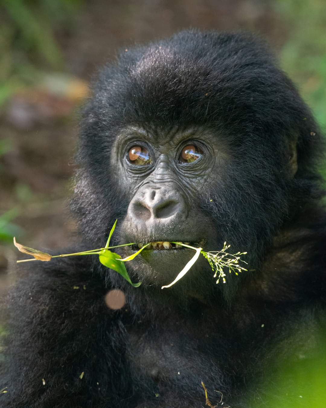 Next Trip Safari 's image