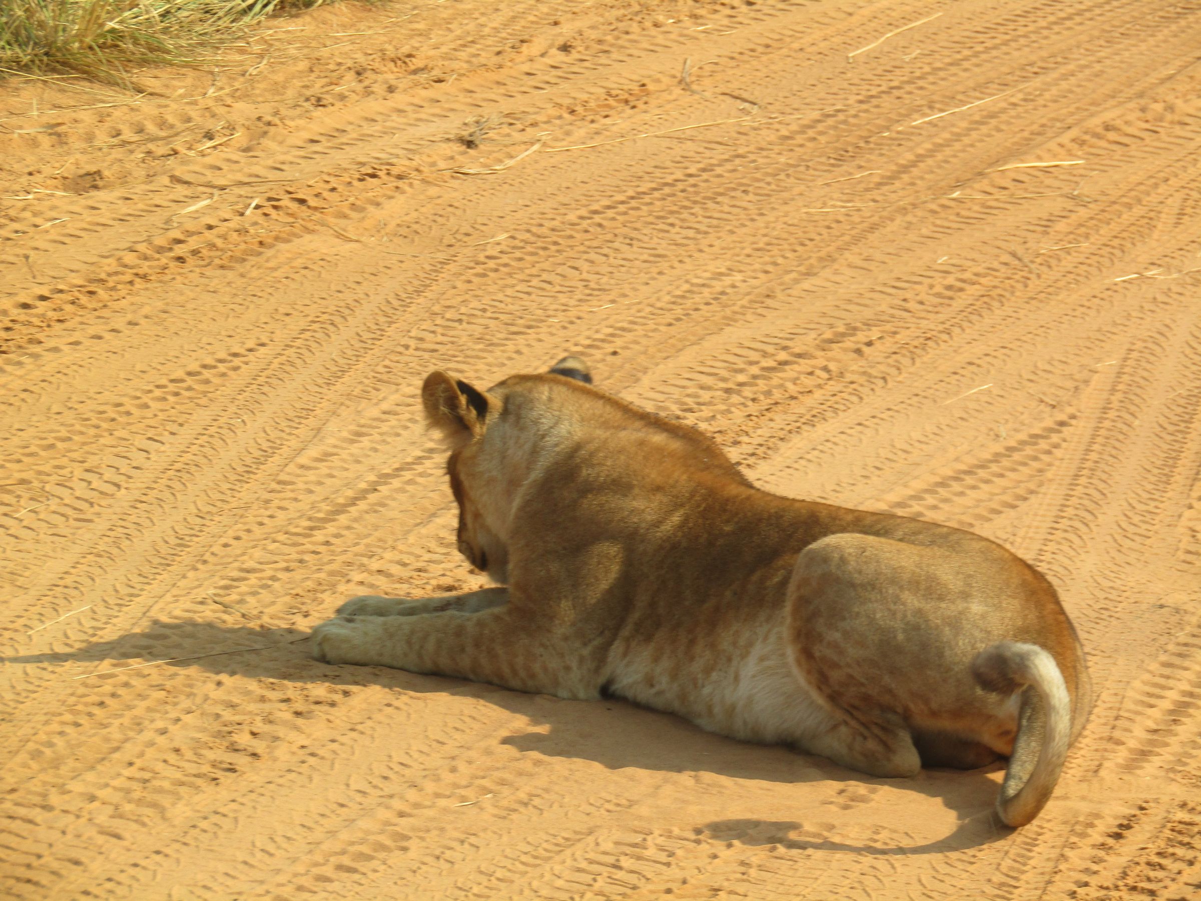 Uganda’s Wild, Done Right's image