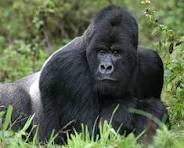 Next Trip Safari 's image