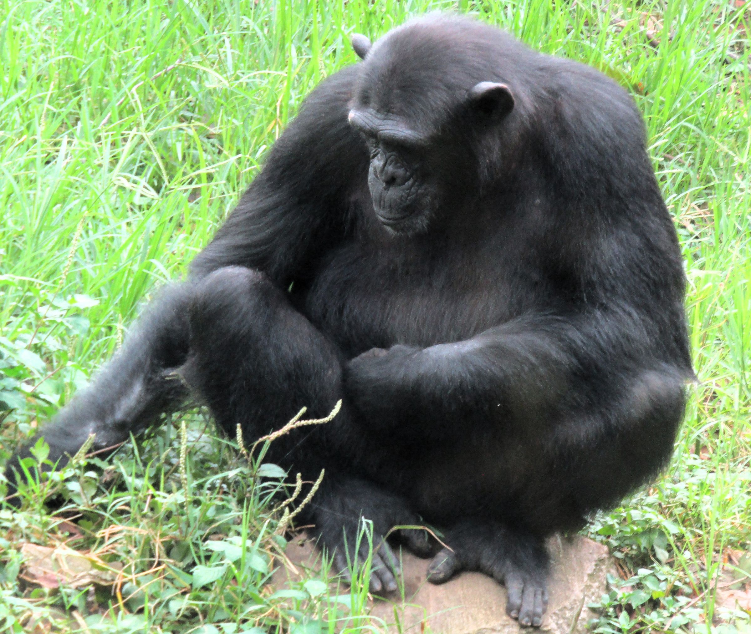 Next Trip Safari 's image