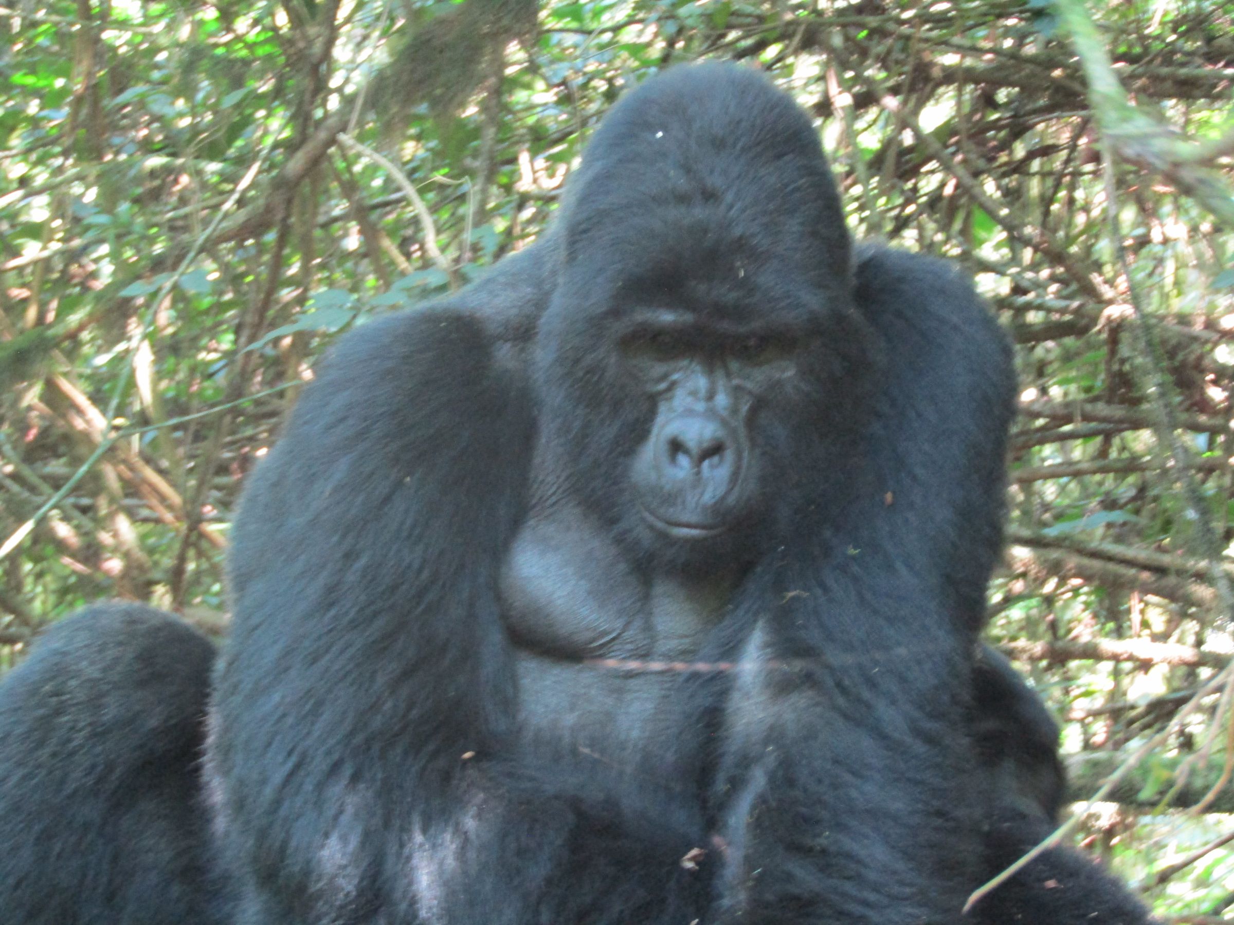 Uganda’s Wild, Done Right's image