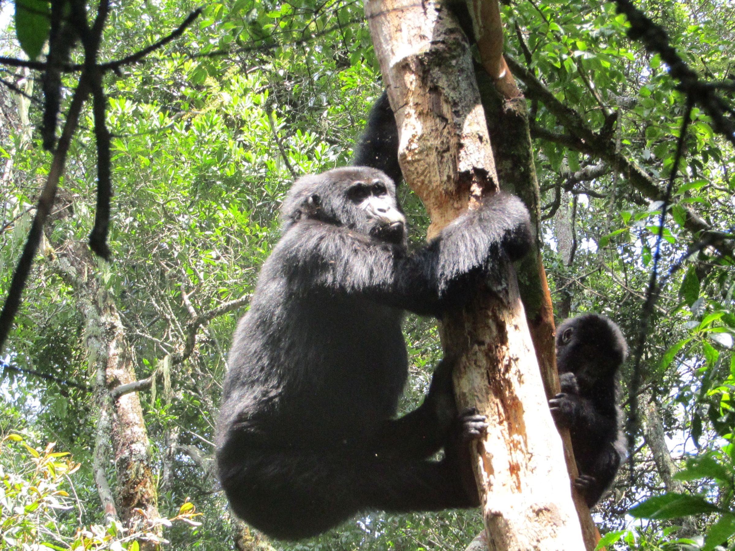 Uganda’s Wild, Done Right's image