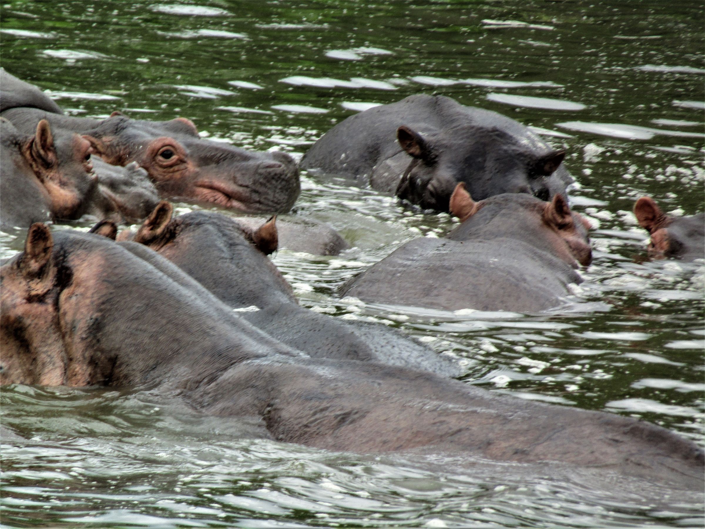 Next Trip Safari 's image