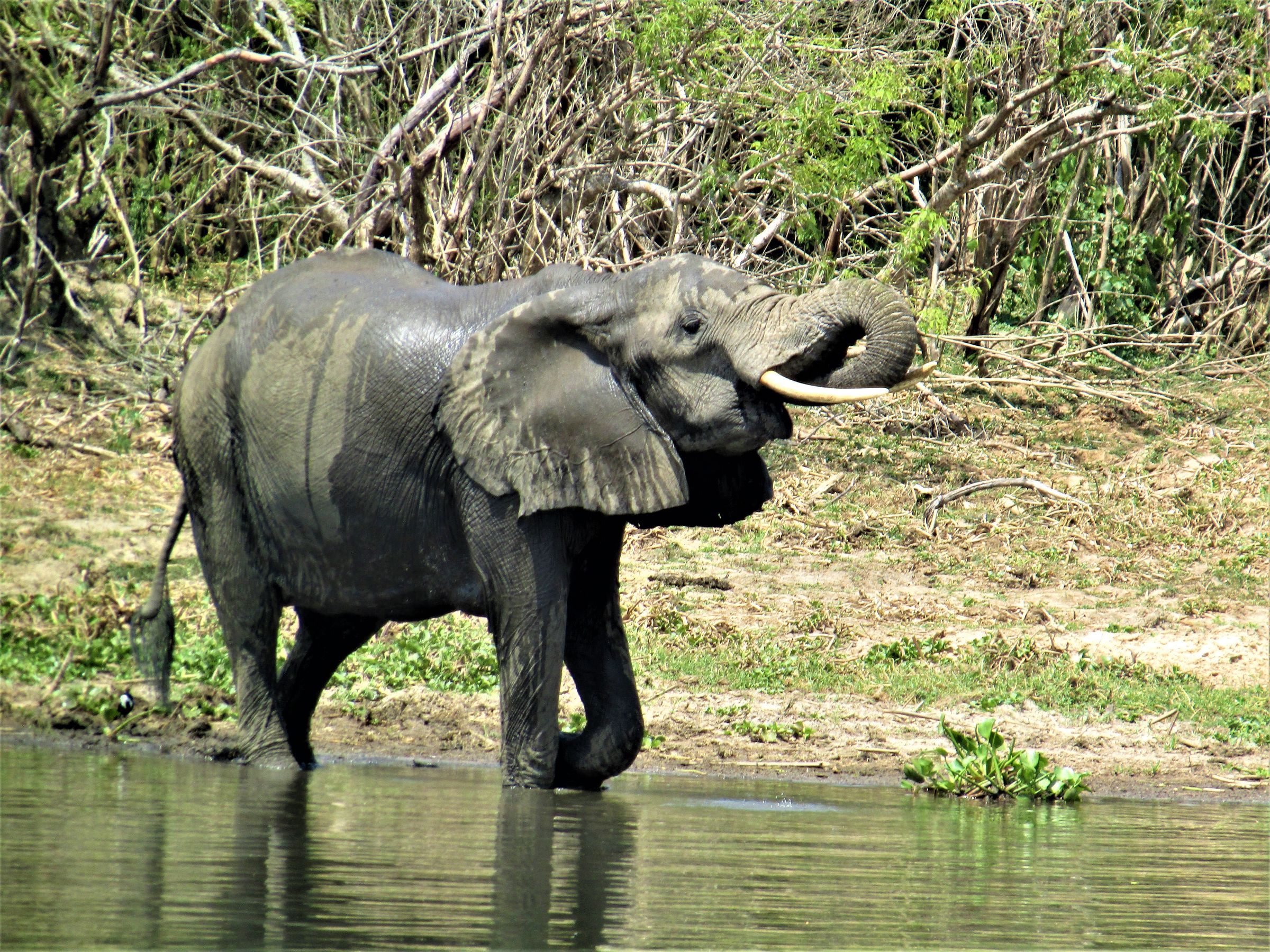 AFRICAN SAVANNAH ELEPHANT