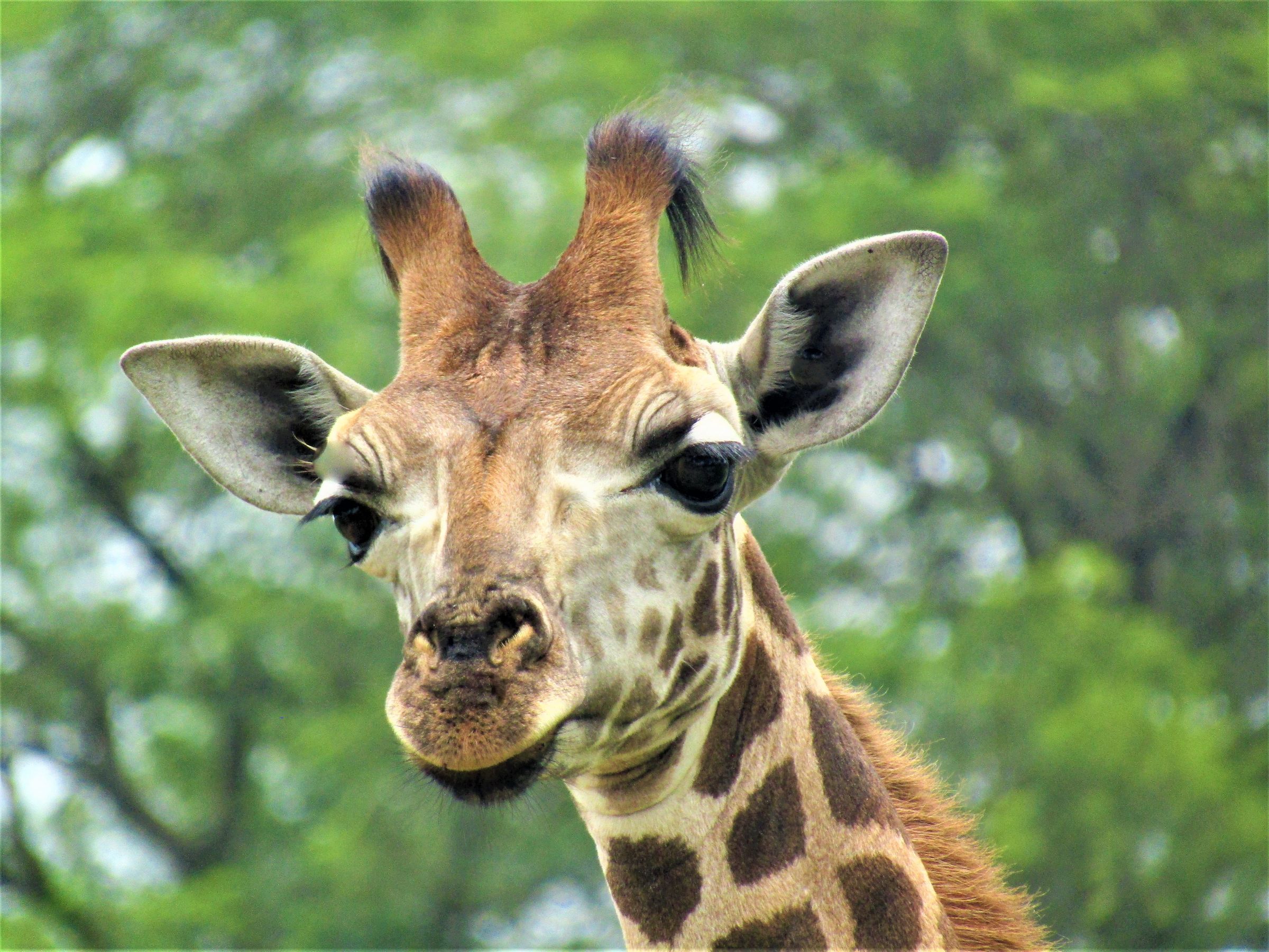 Uganda’s Wild, Done Right's image