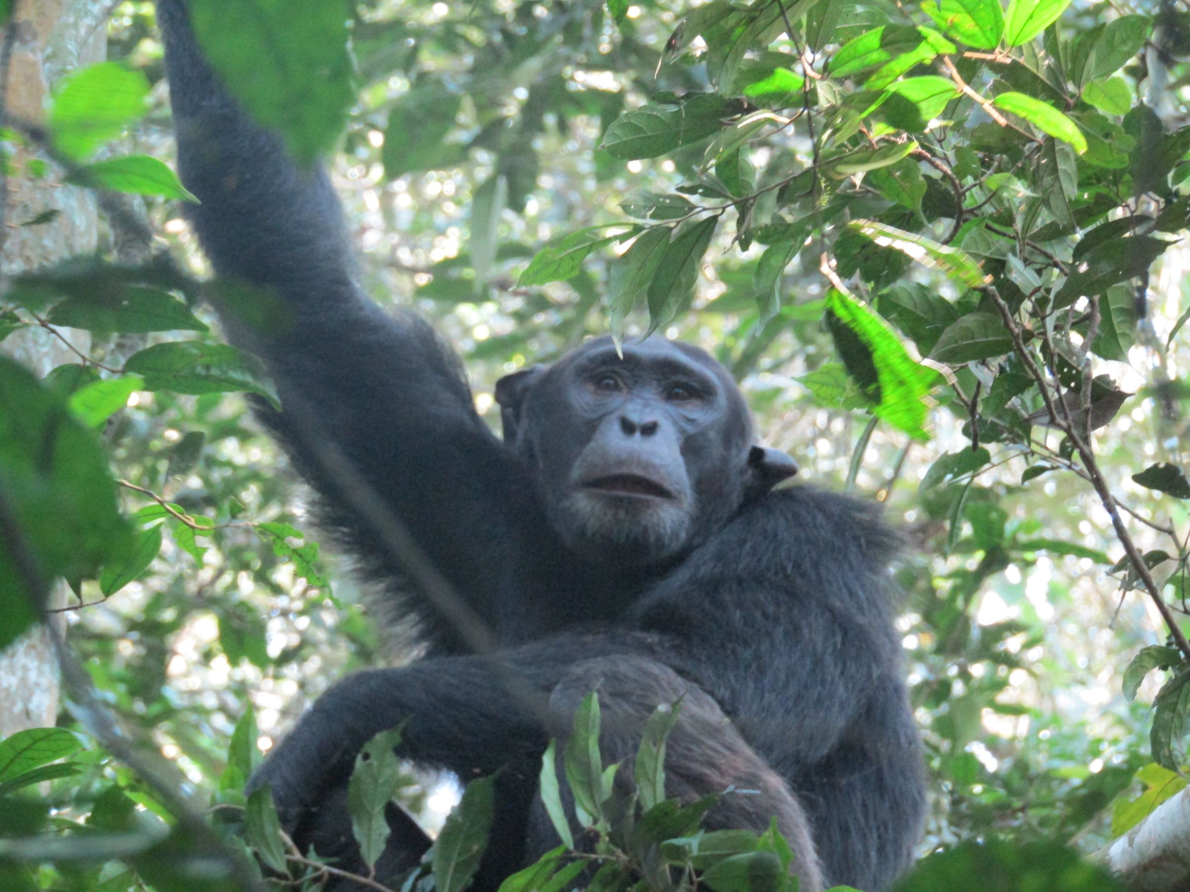 Uganda’s Wild, Done Right's image