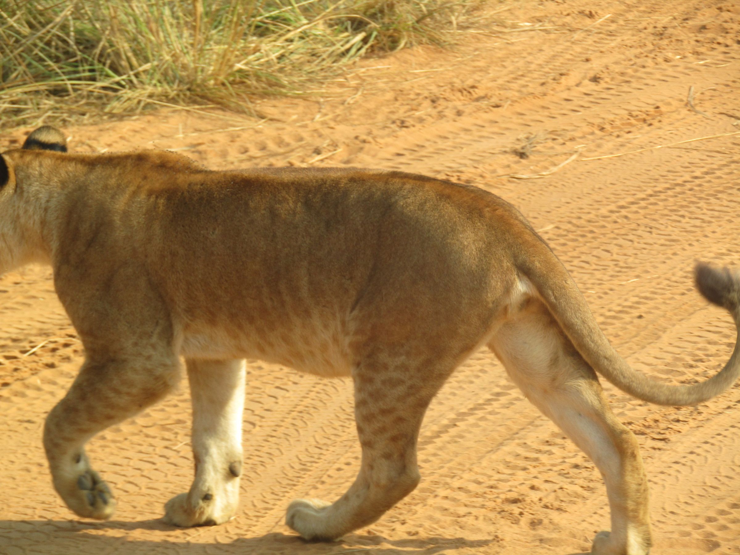 Uganda’s Wild, Done Right's image