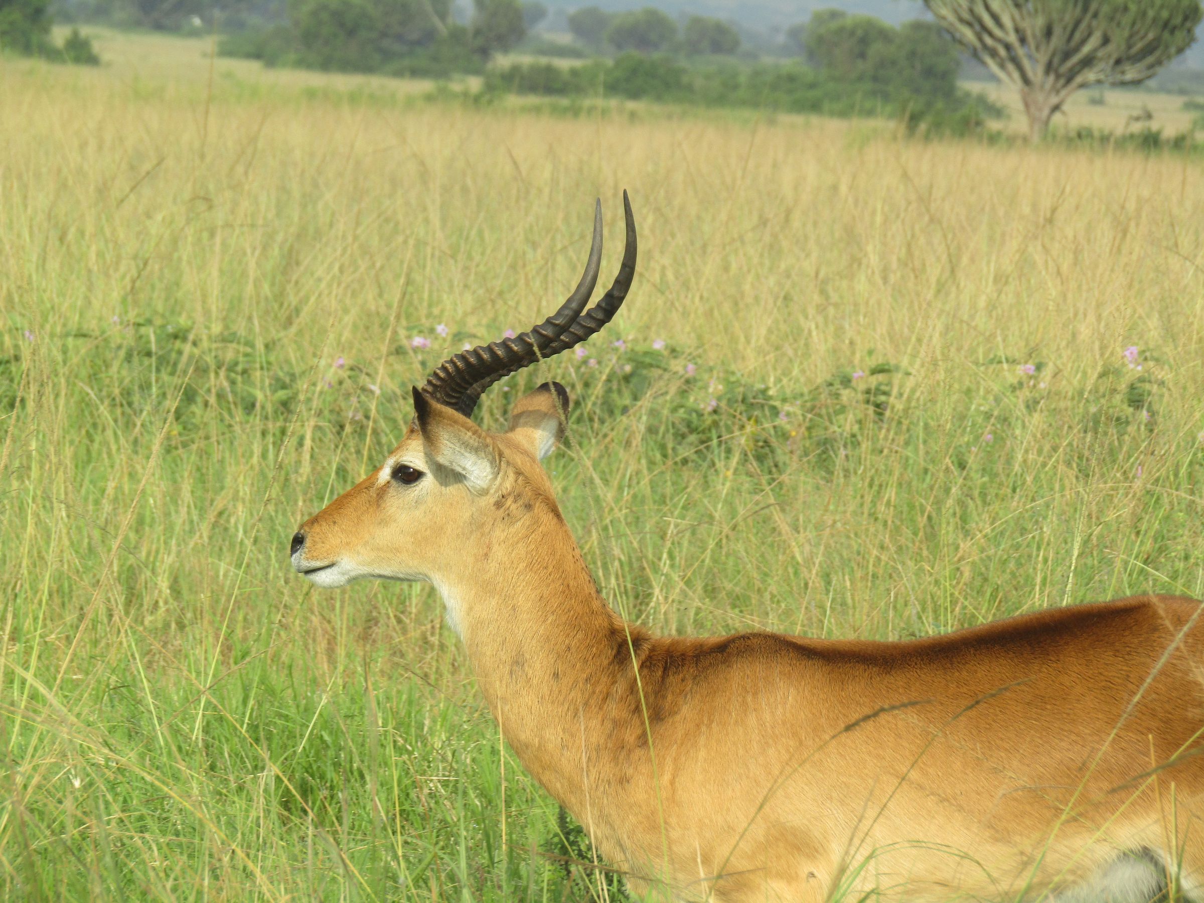 Uganda’s Wild, Done Right's image