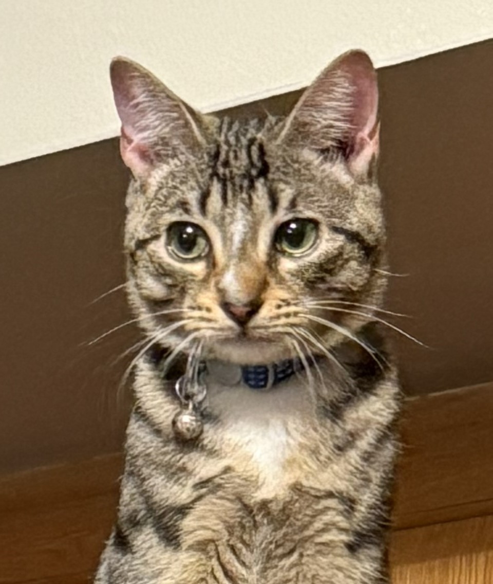 CLASSIC REVOLUTION's image