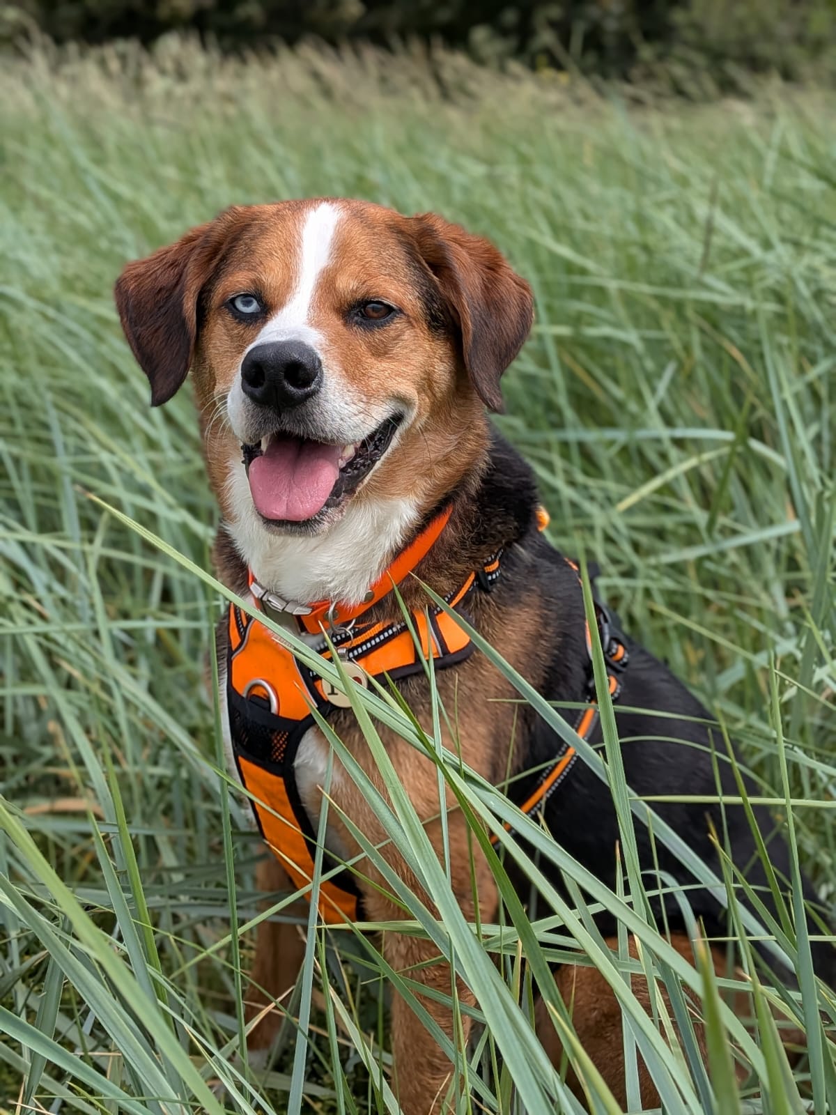 JPM Dogtraining's image