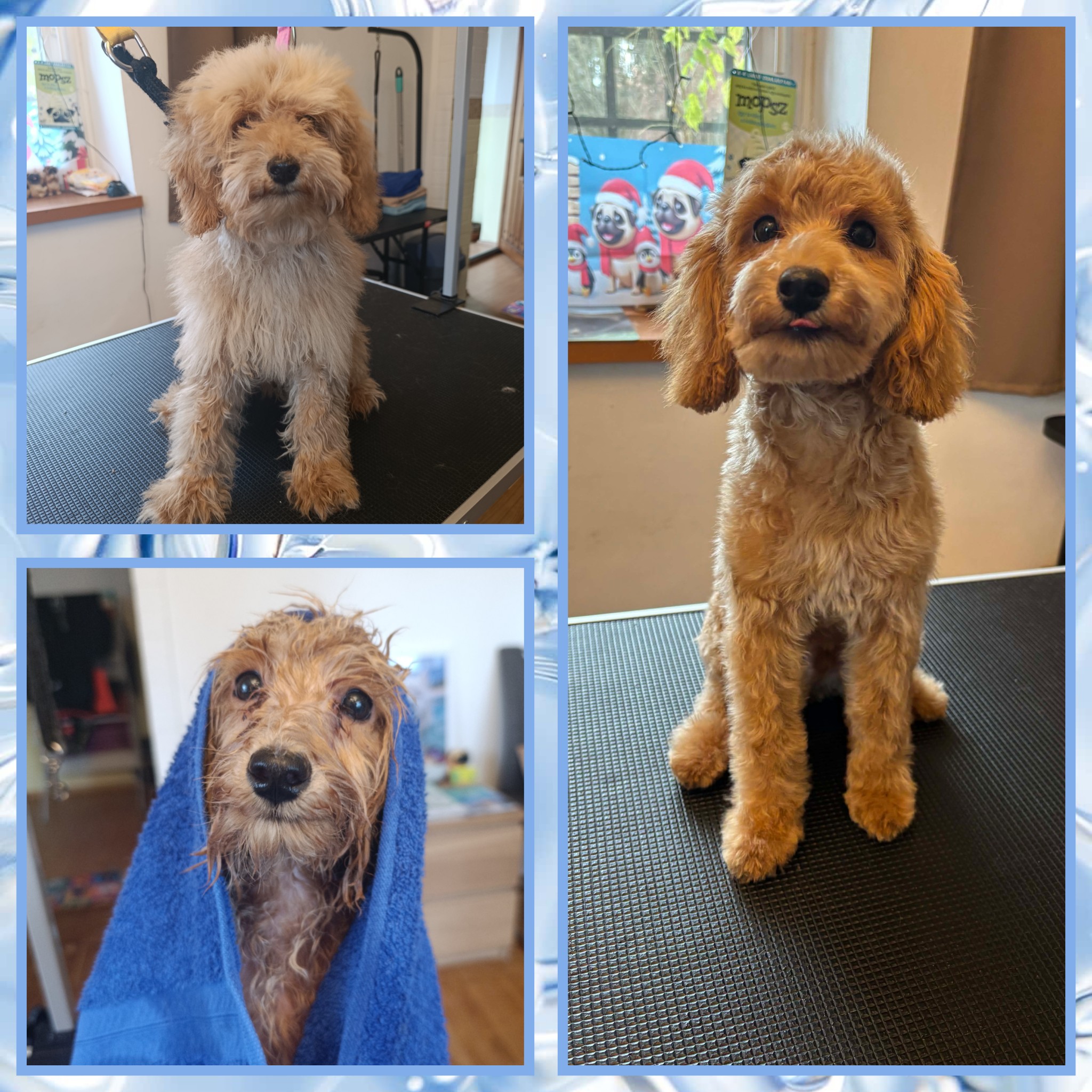 TUKI Hundesalon's image