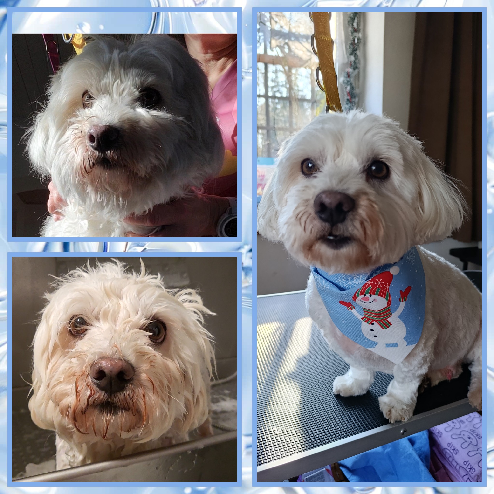 TUKI Hundesalon's image