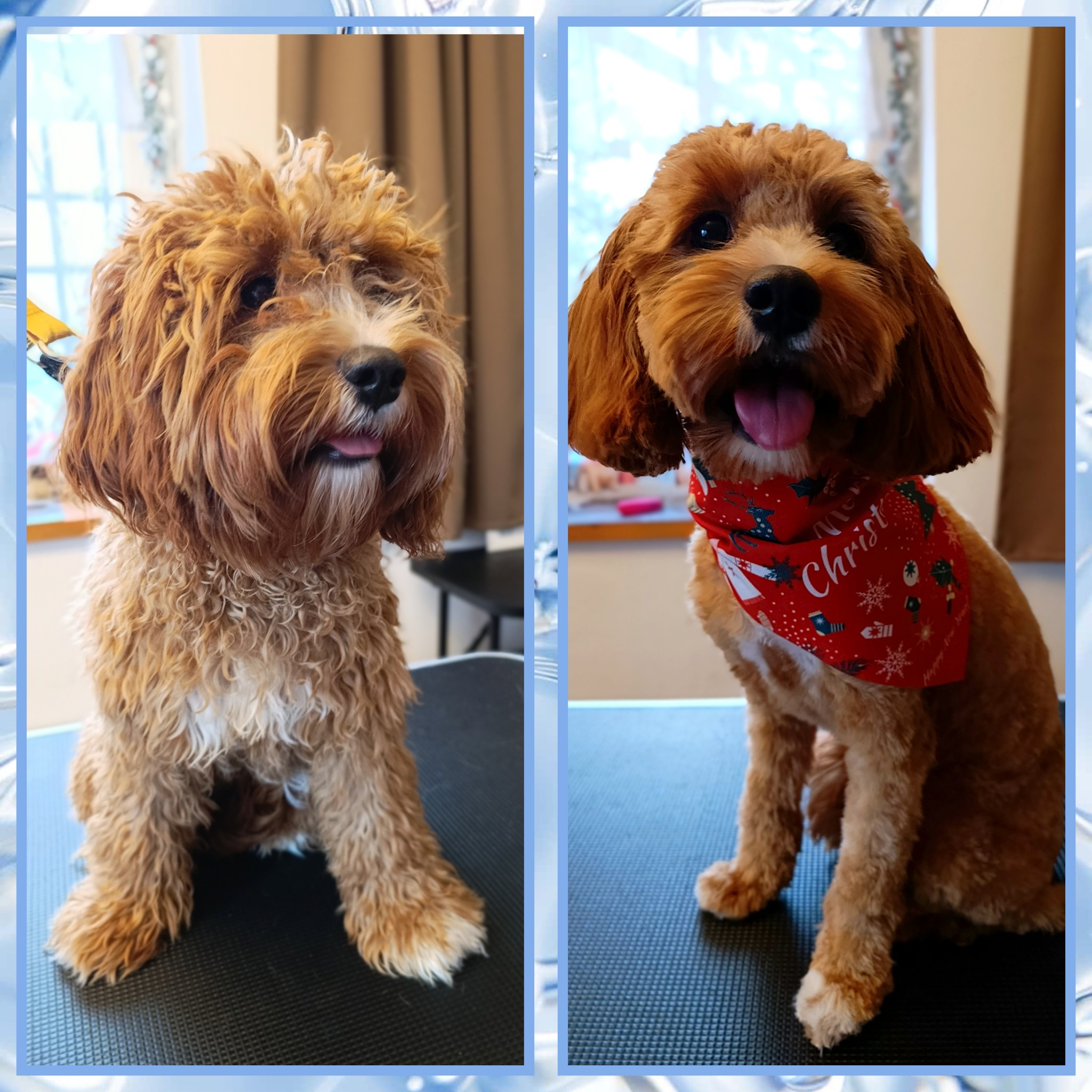 TUKI Hundesalon's image