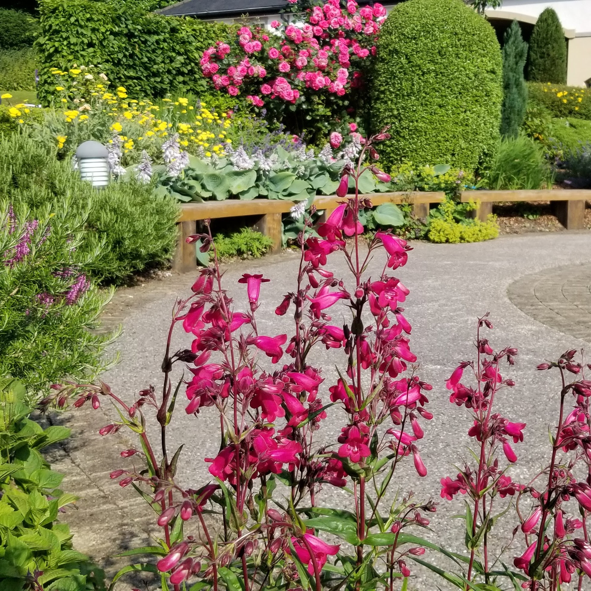 White Rose Horticulture's image