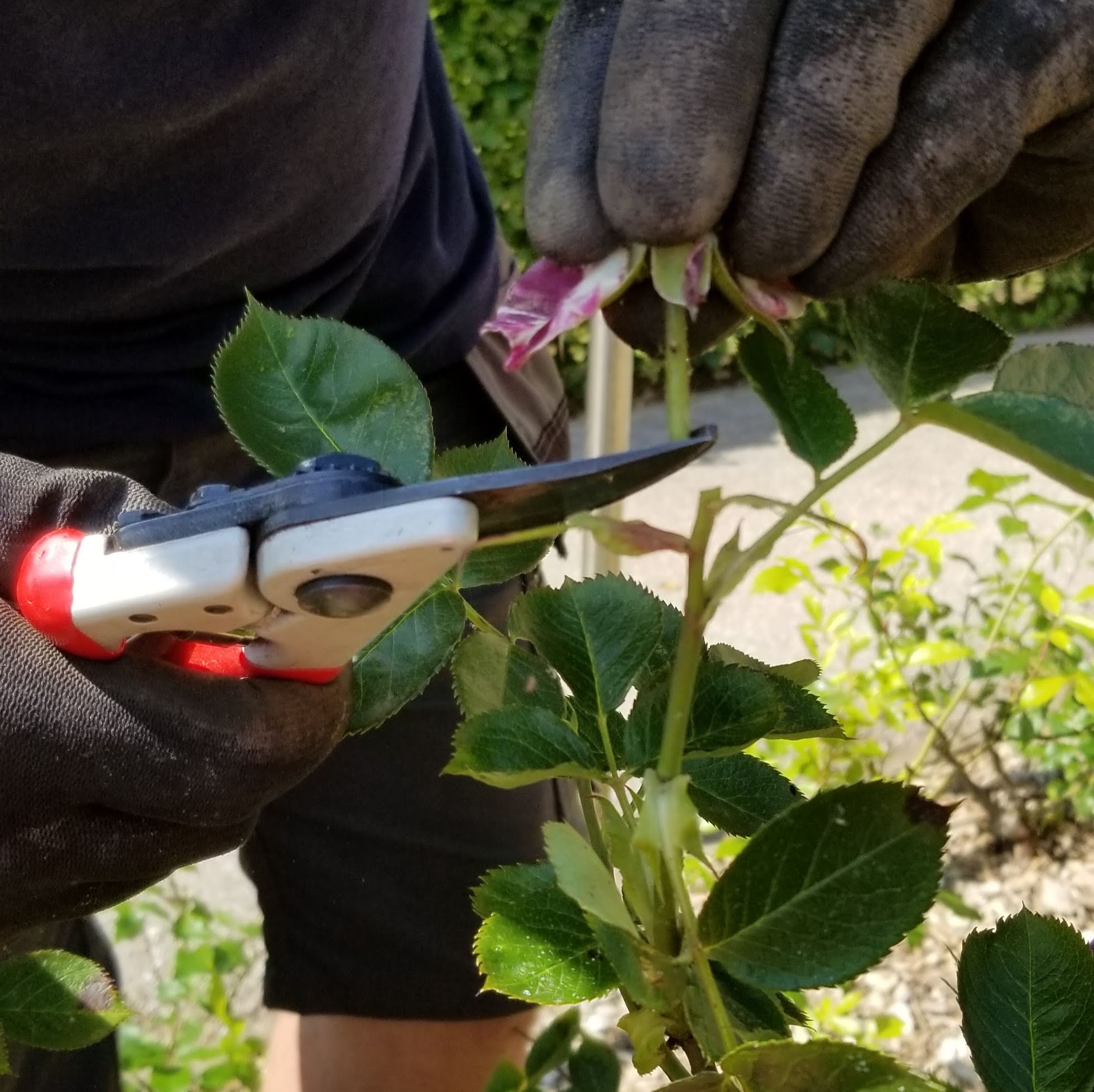 White Rose Horticulture's image