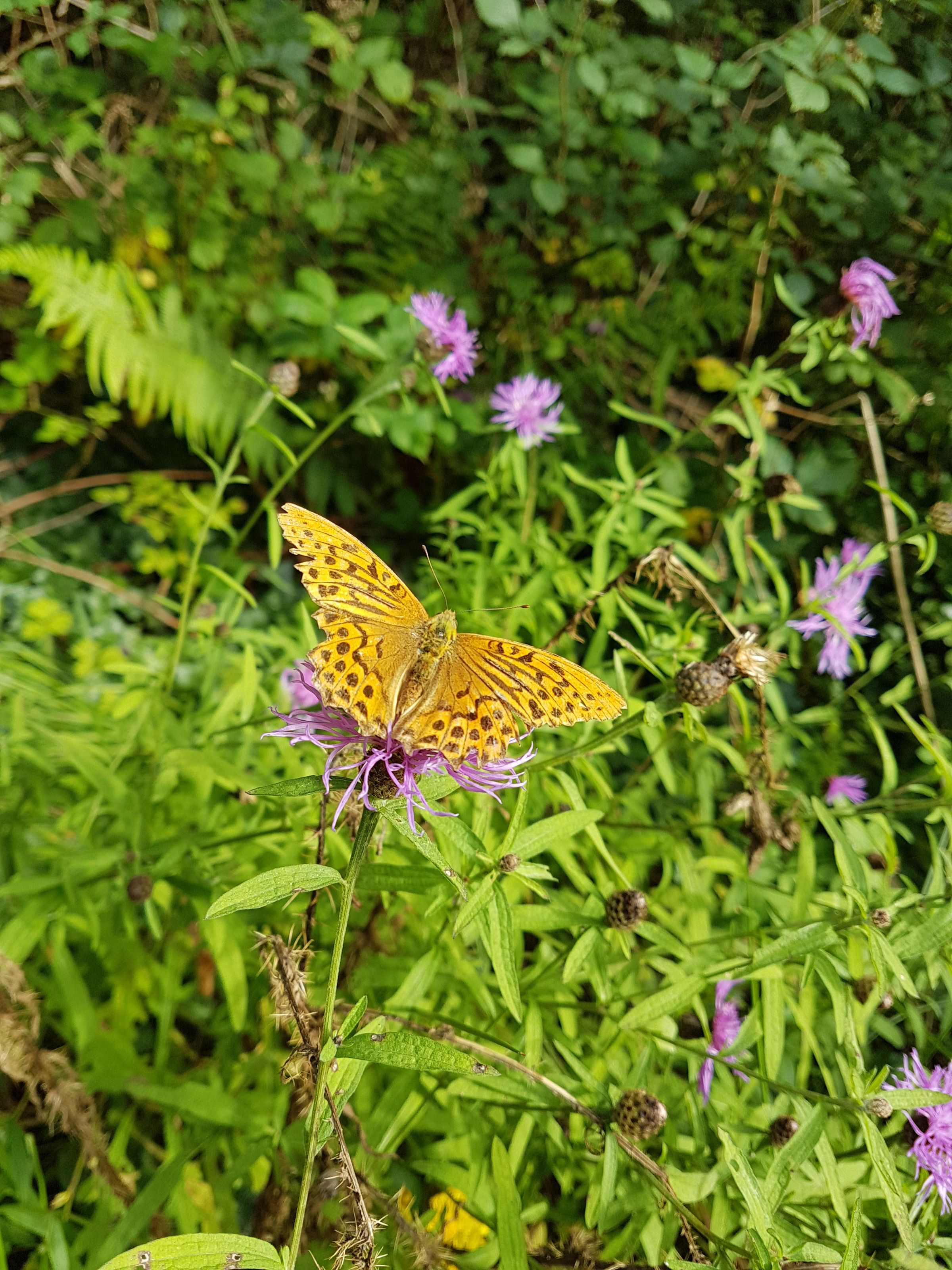 White Rose Horticulture's image