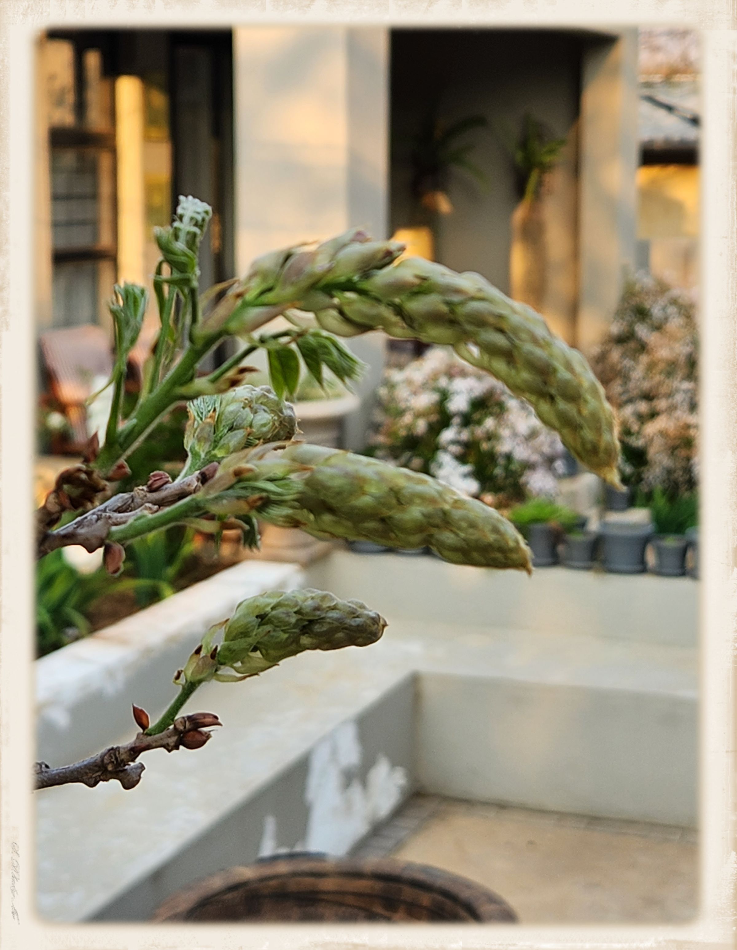 Purple rain almost in full bloom