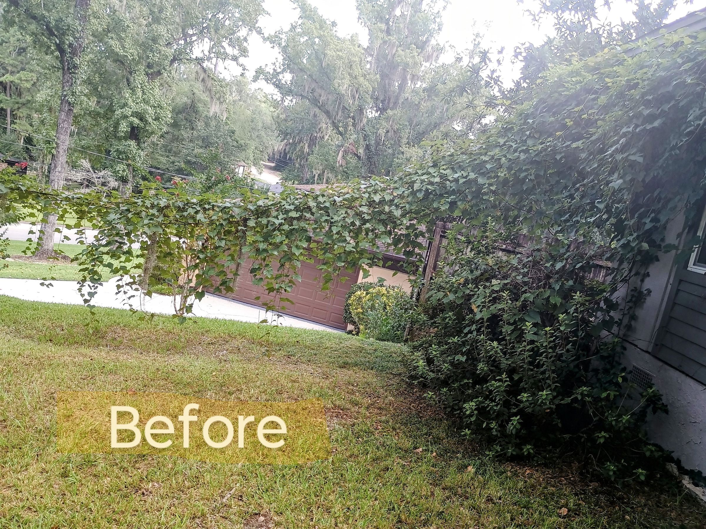 Weeding-before