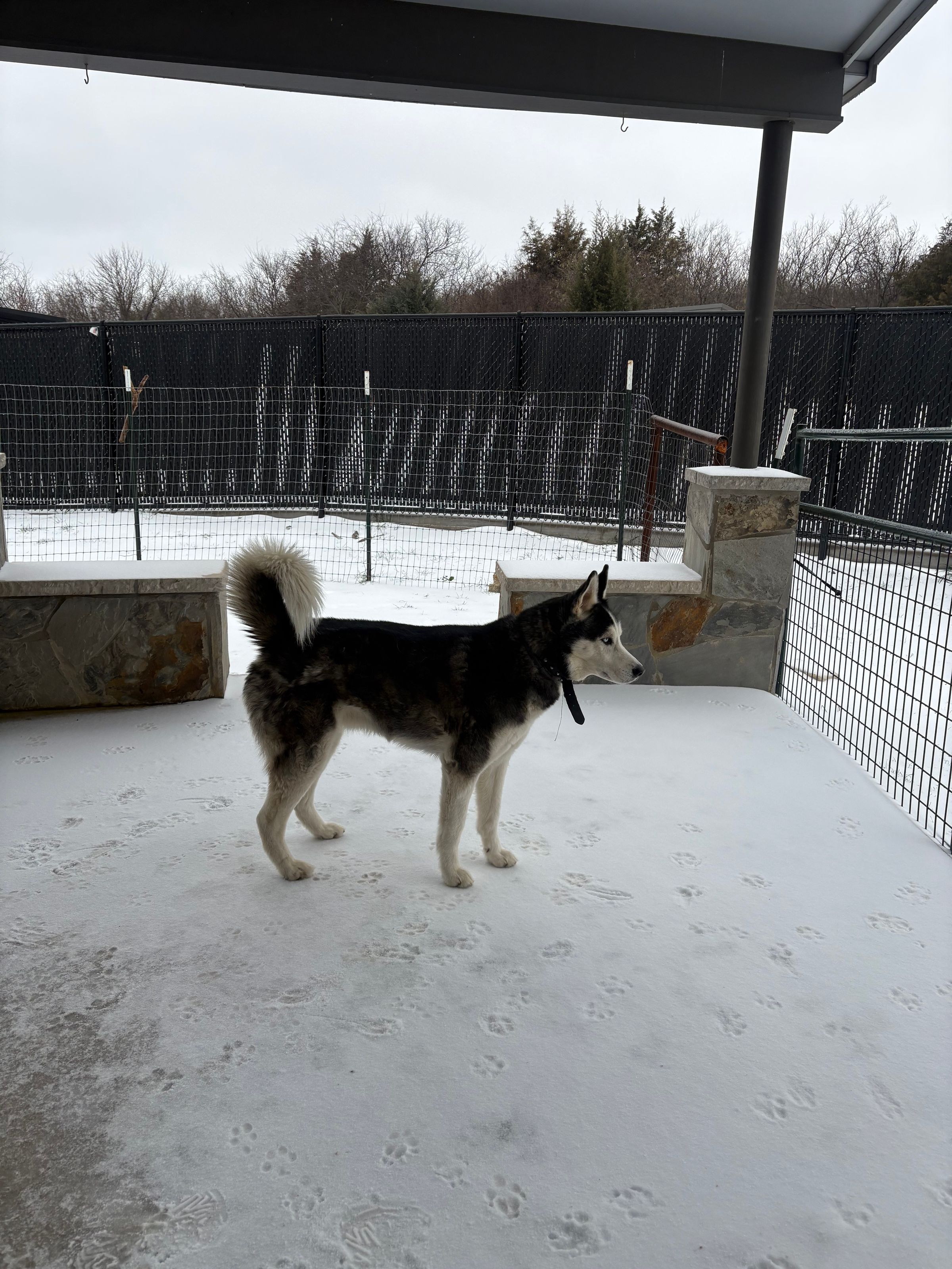 One of our Residents, Zeus